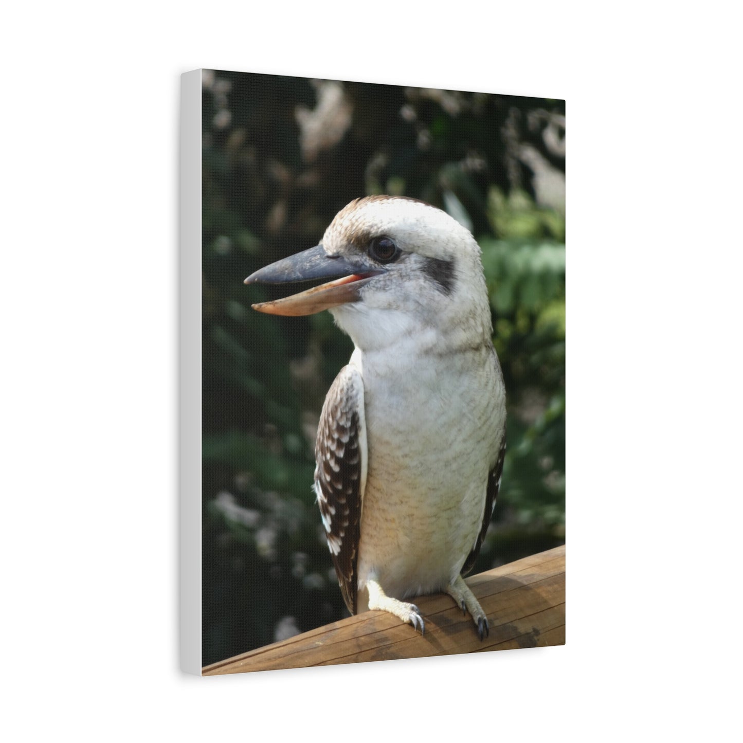Australian Kookaburra - Canvas Print