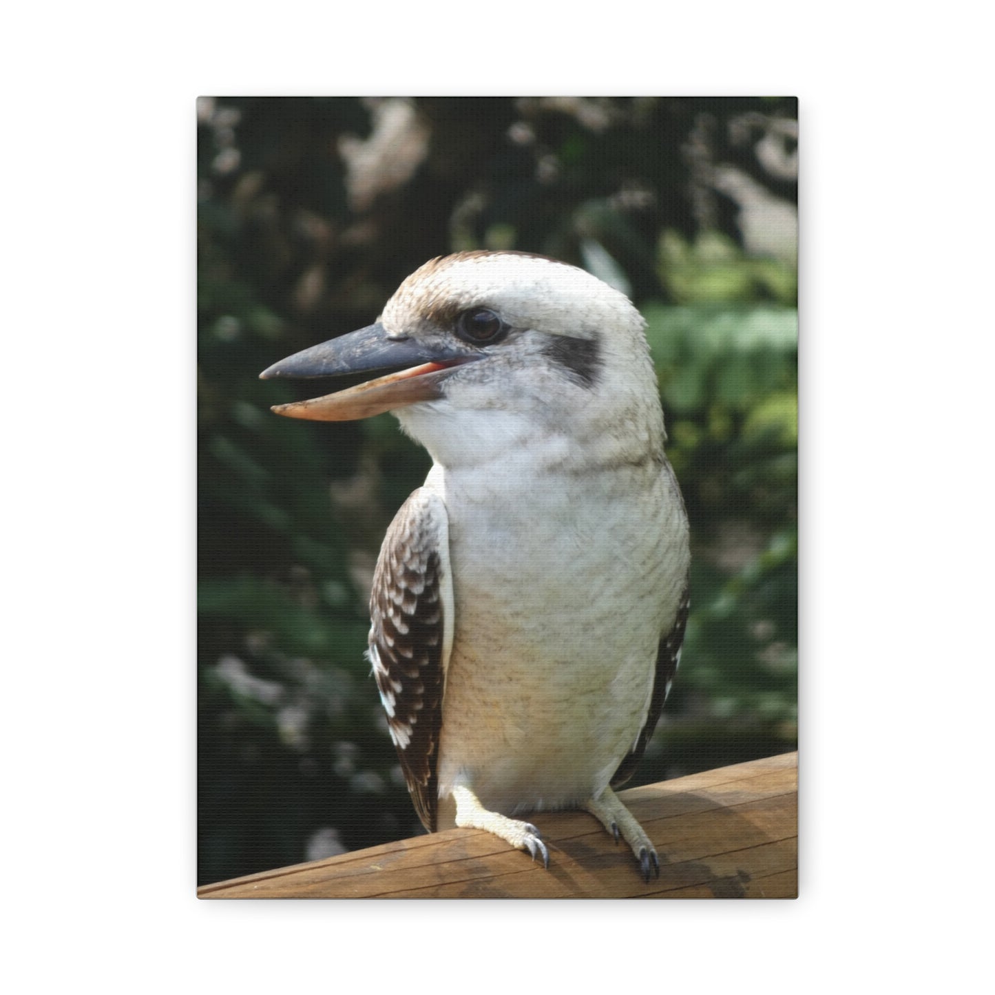 Australian Kookaburra - Canvas Print