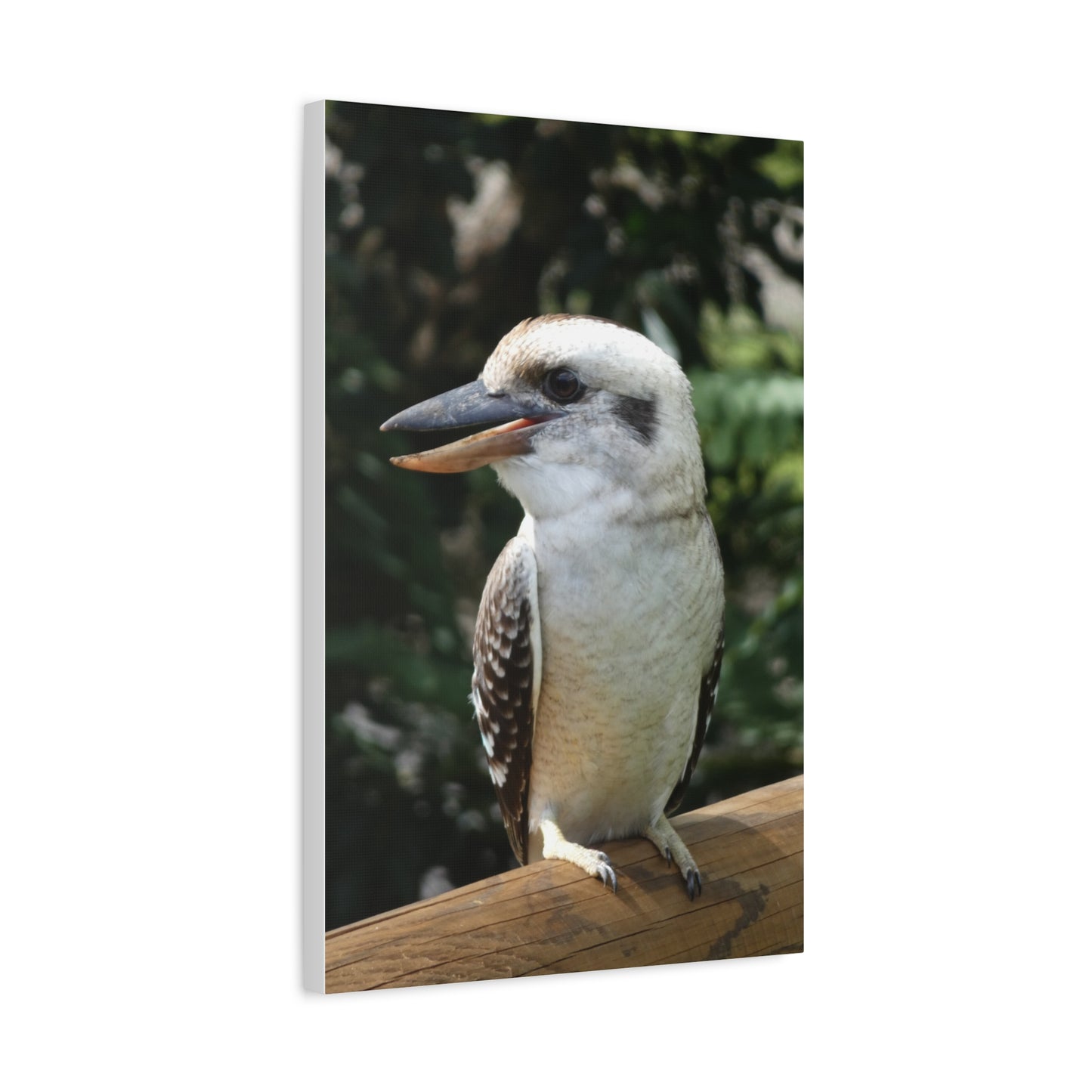 Australian Kookaburra - Canvas Print