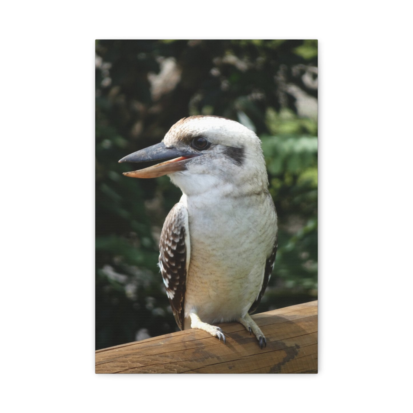 Australian Kookaburra - Canvas Print
