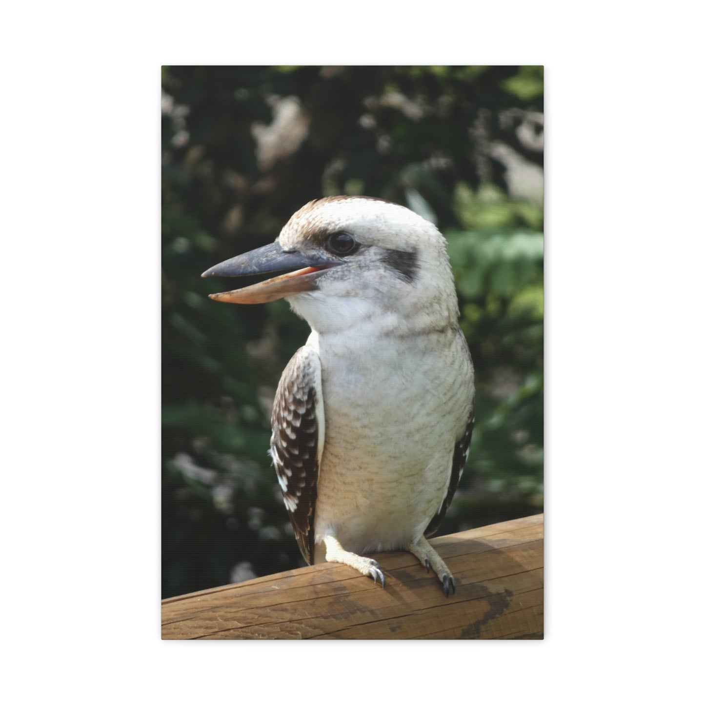 Australian Kookaburra - Canvas Print