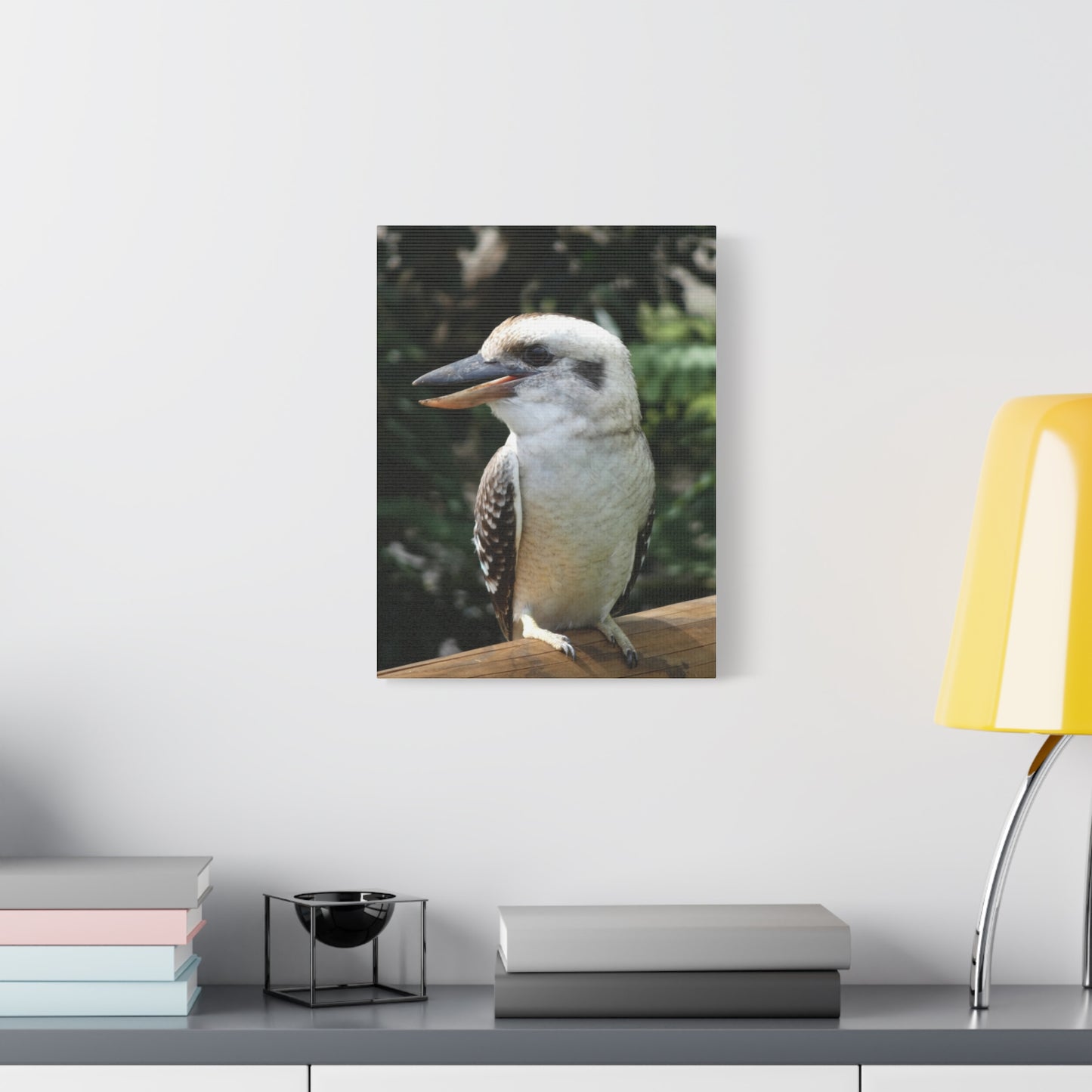 Australian Kookaburra - Canvas Print