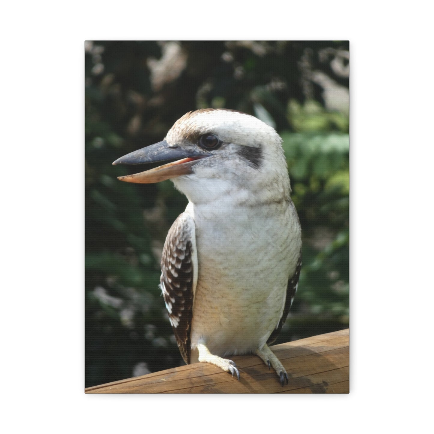 Australian Kookaburra - Canvas Print