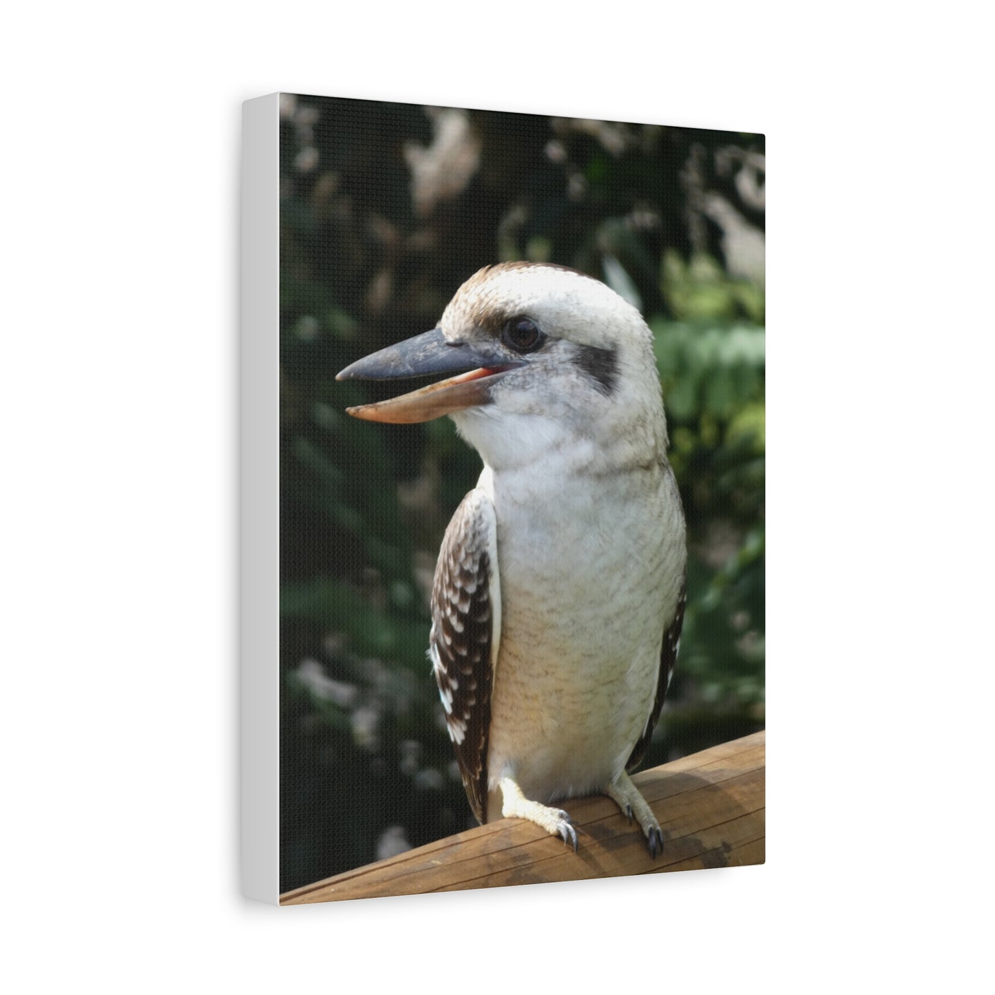 Australian Kookaburra - Canvas Print