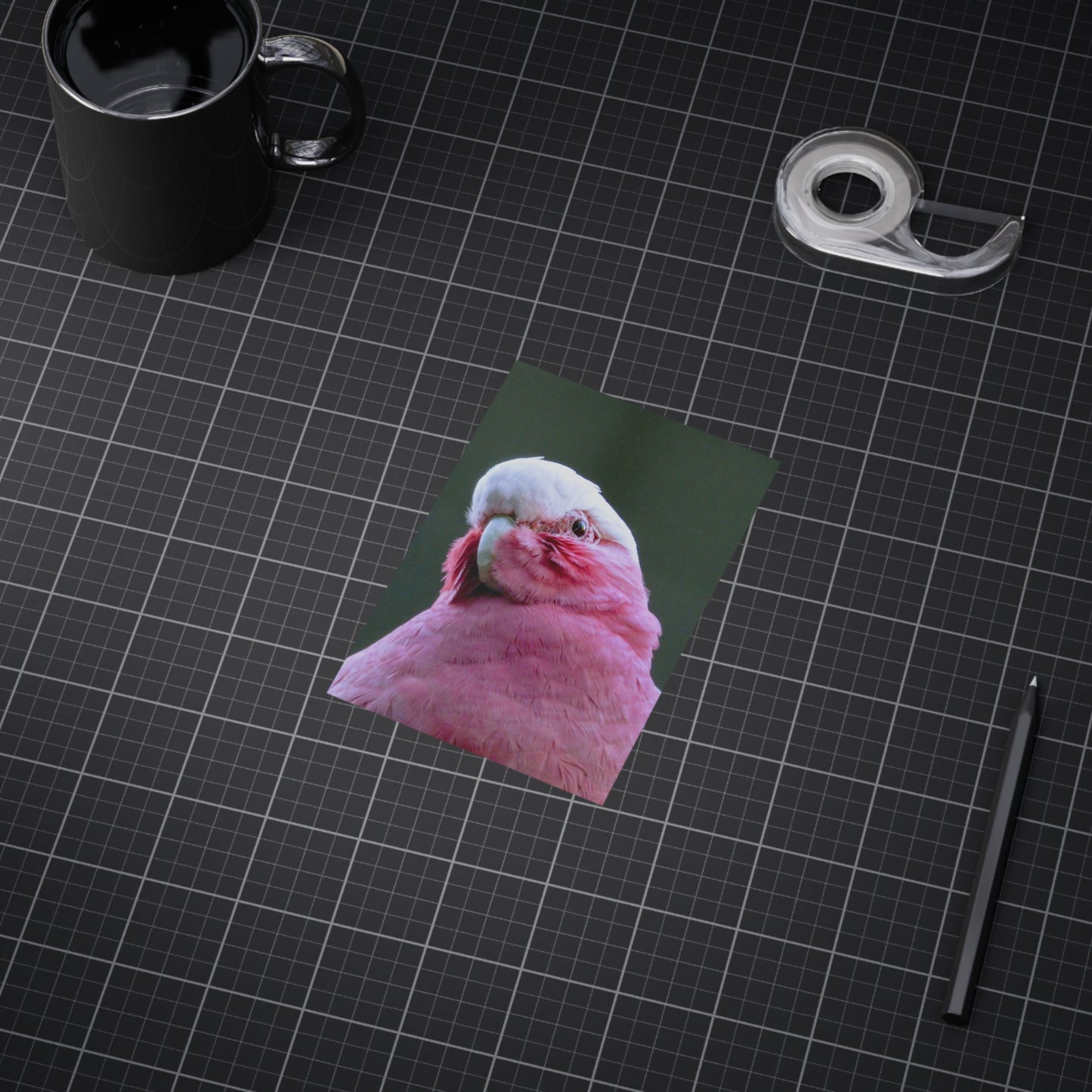Australian Galah - Photo Print