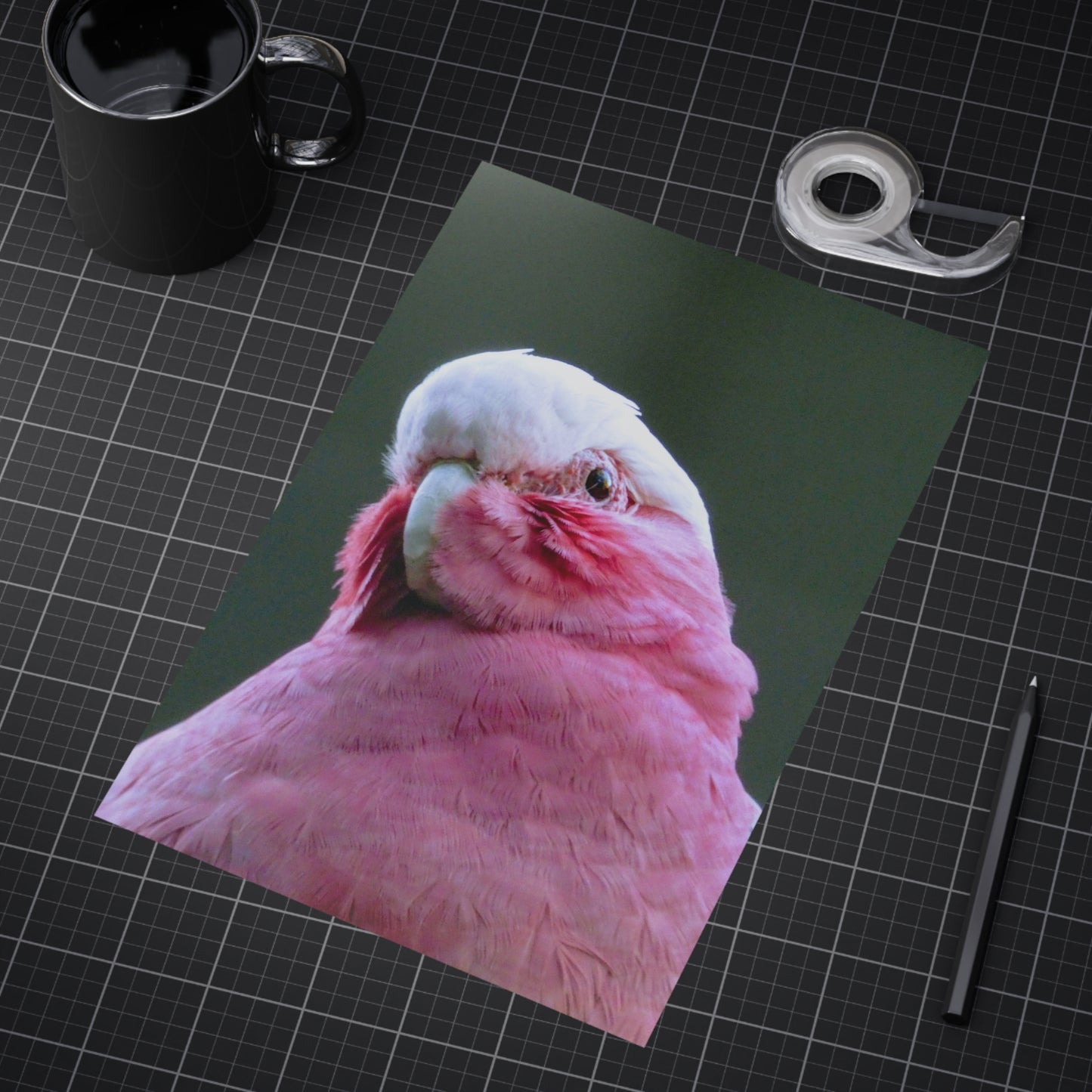 Australian Galah - Photo Print