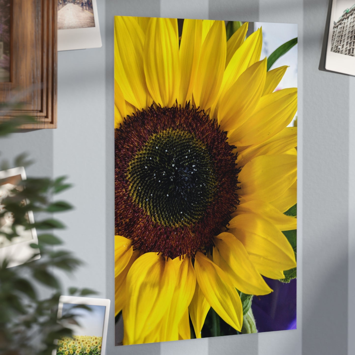 Sunflower - Photo Print