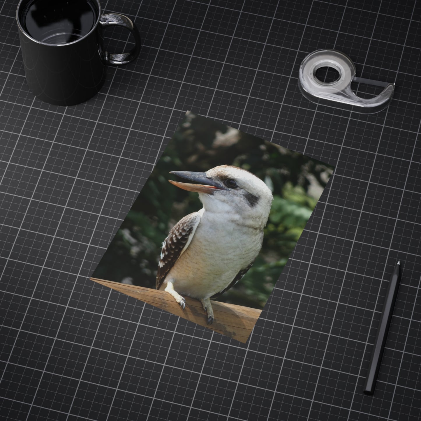 Australian Kookaburra - Photo Print
