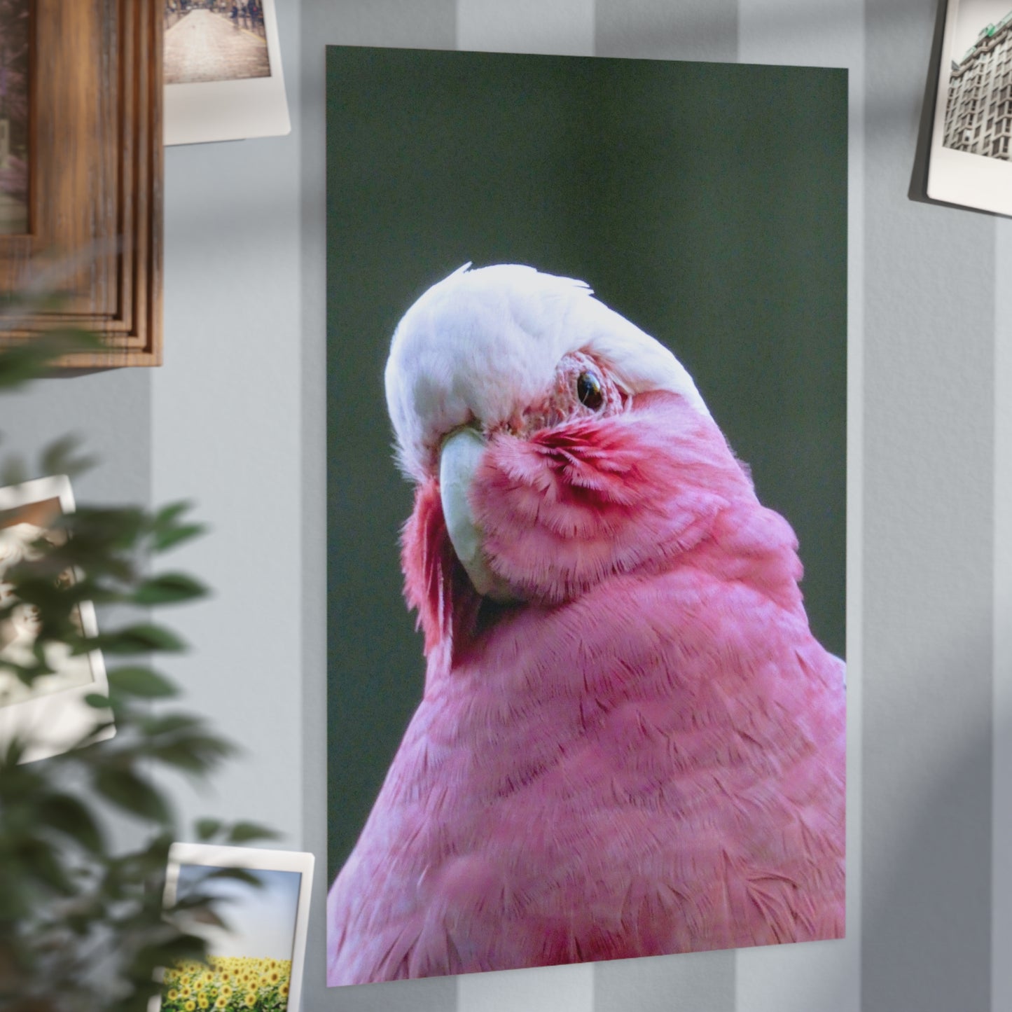 Australian Galah - Photo Print