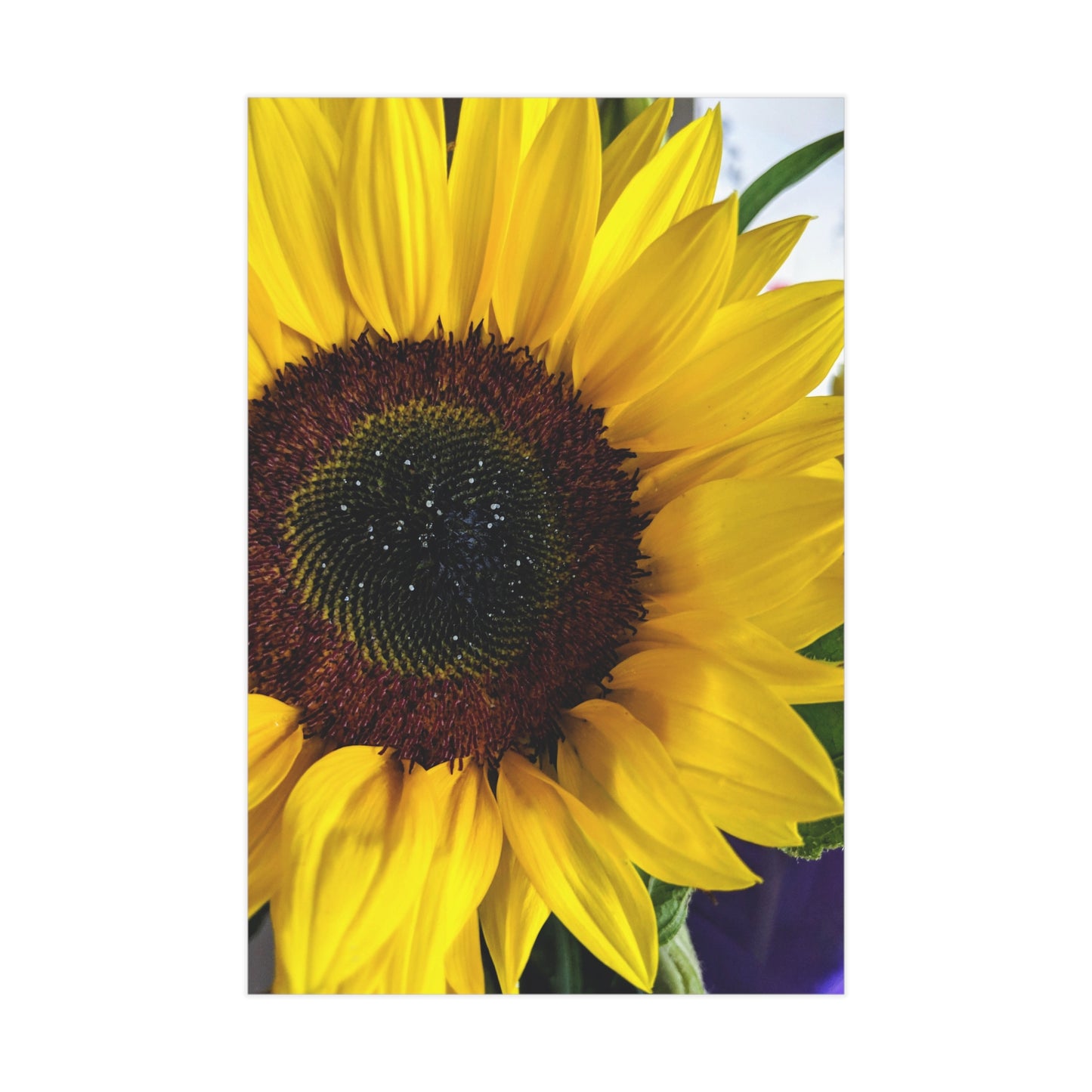 Sunflower - Photo Print