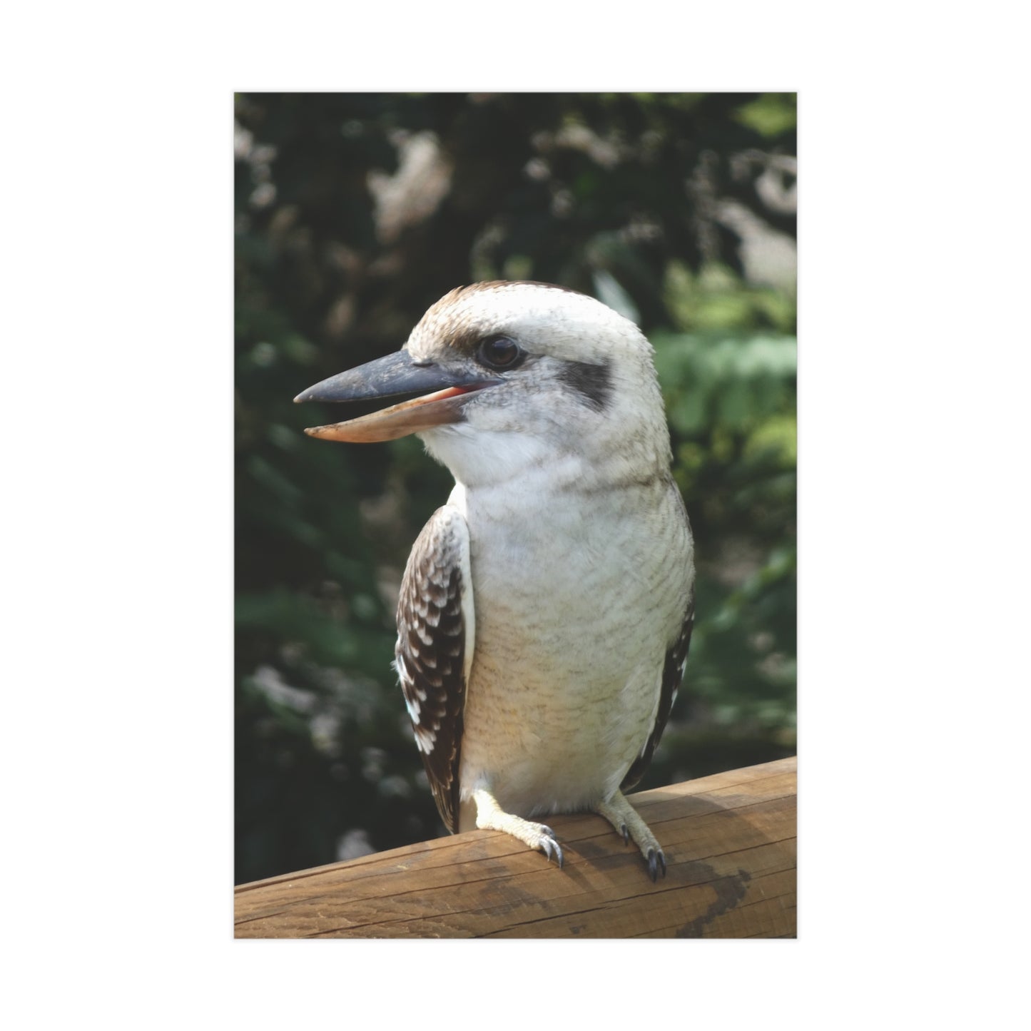 Australian Kookaburra - Photo Print