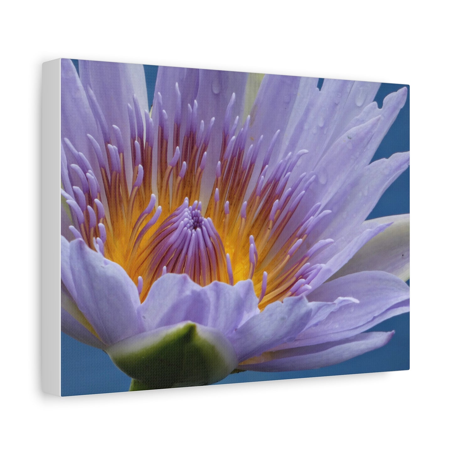 Lily Flower - Canvas Print