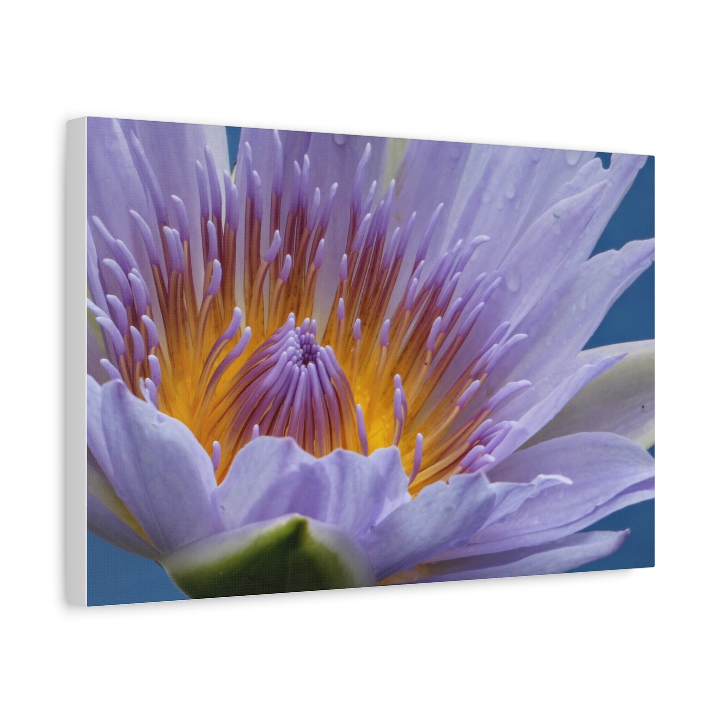 Lily Flower - Canvas Print