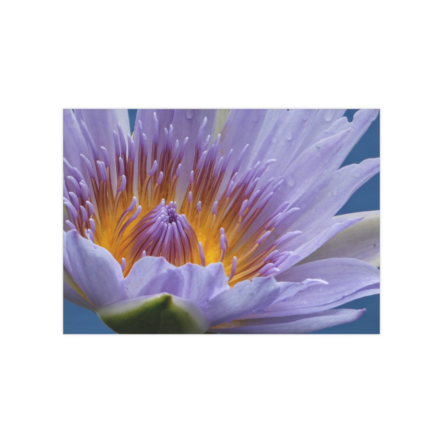 Lily  Flower - Photo Print