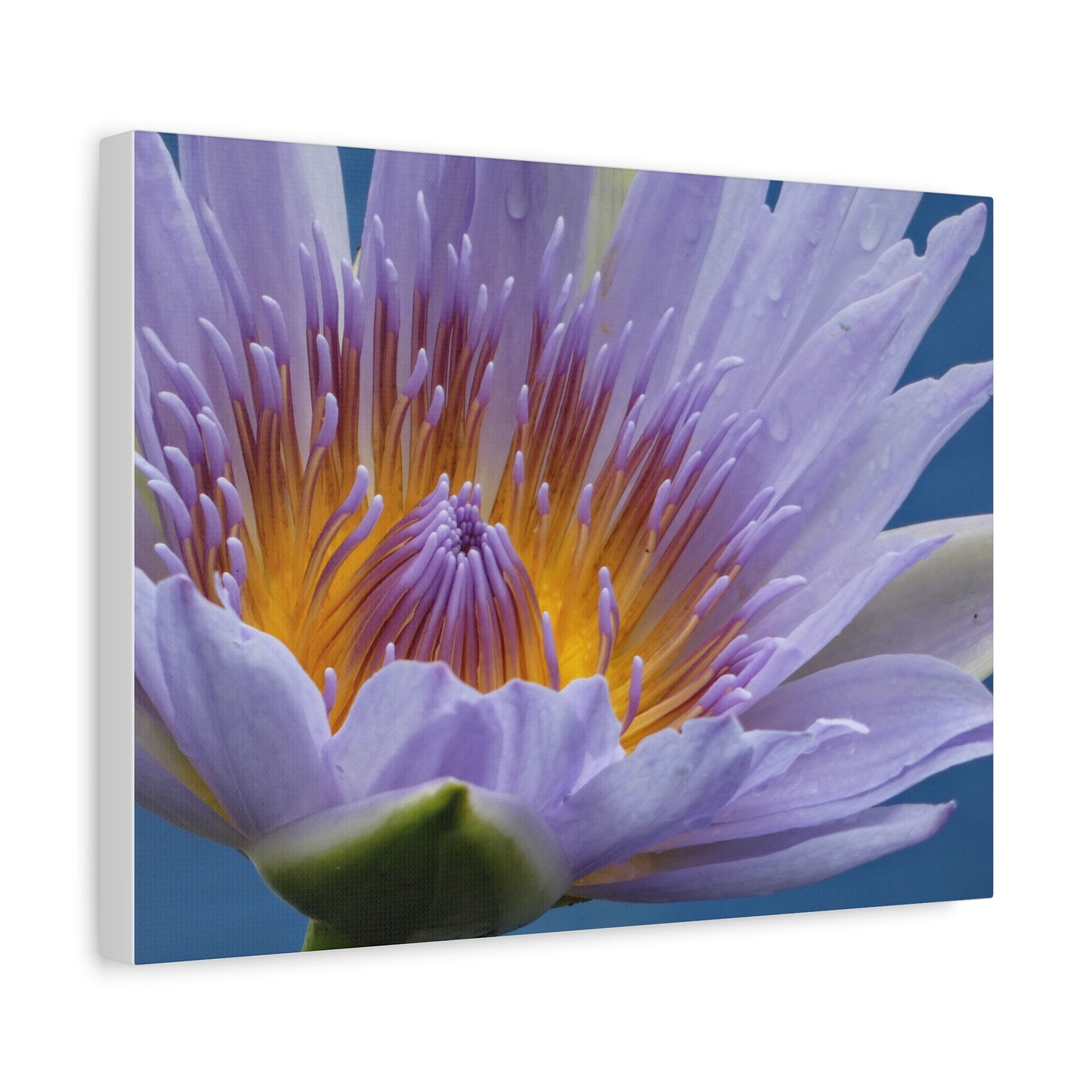 Lily Flower - Canvas Print
