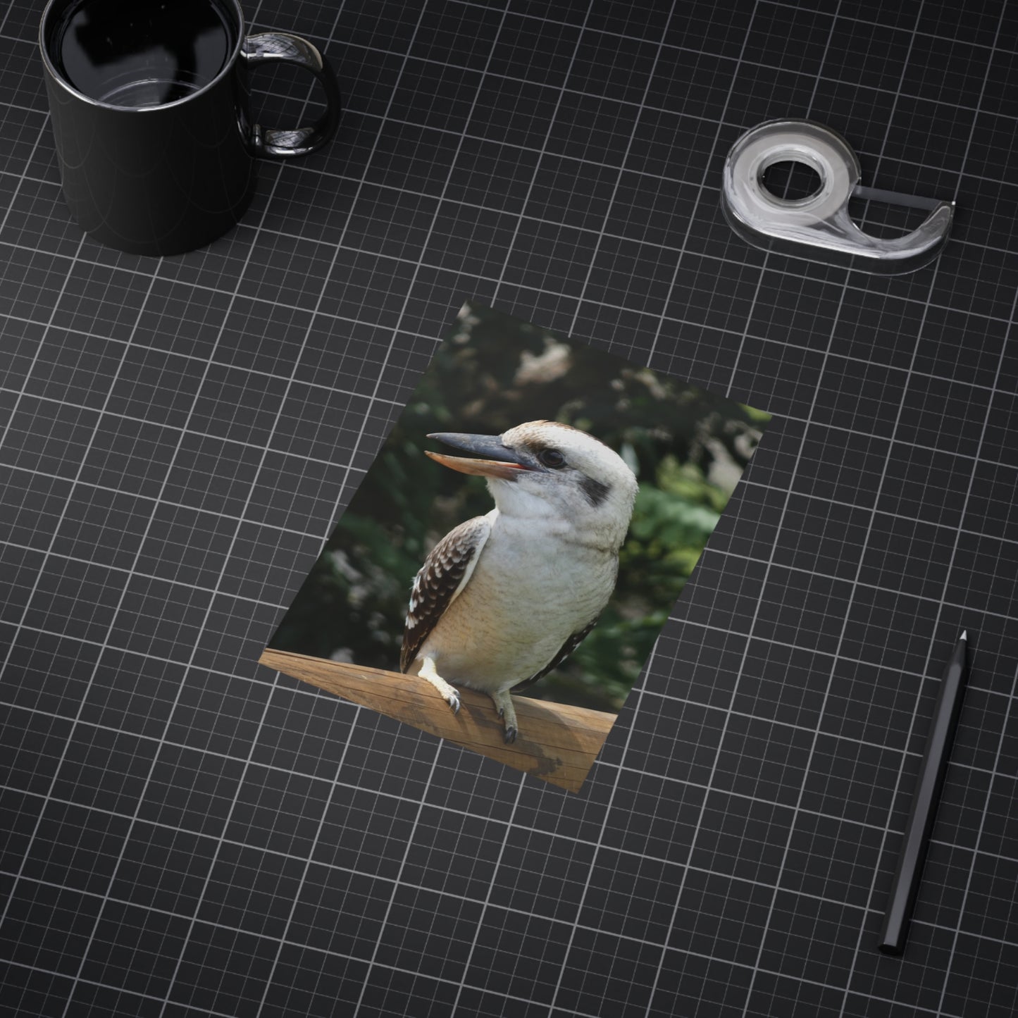 Australian Kookaburra - Photo Print