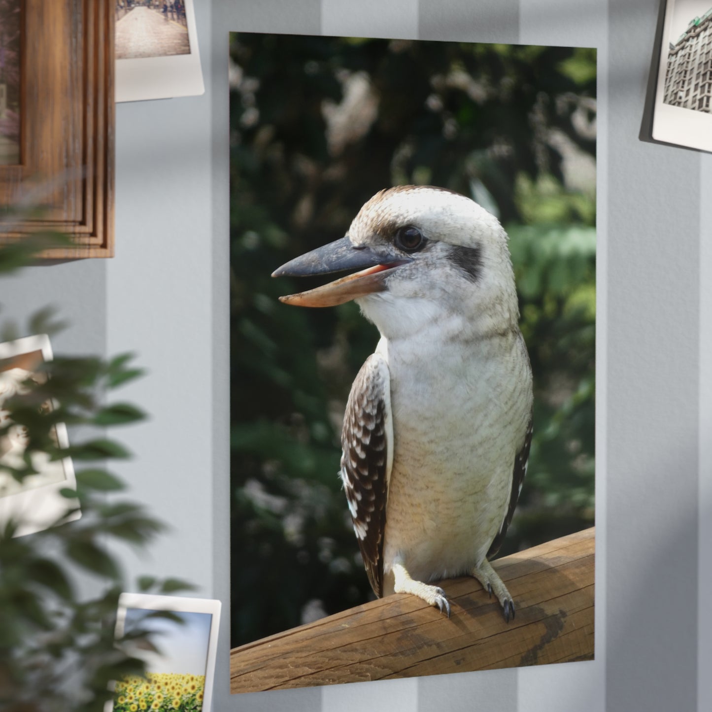 Australian Kookaburra - Photo Print