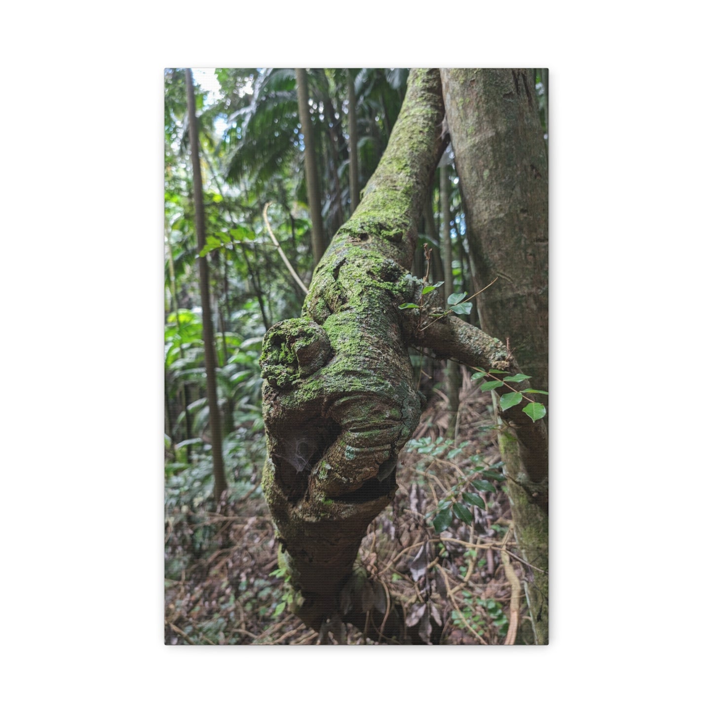 Forest Beauty - Canvas Print