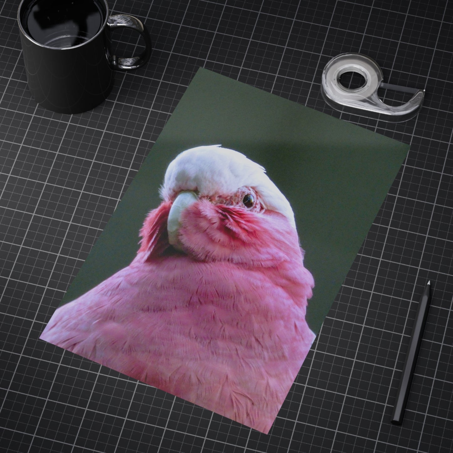 Australian Galah - Photo Print