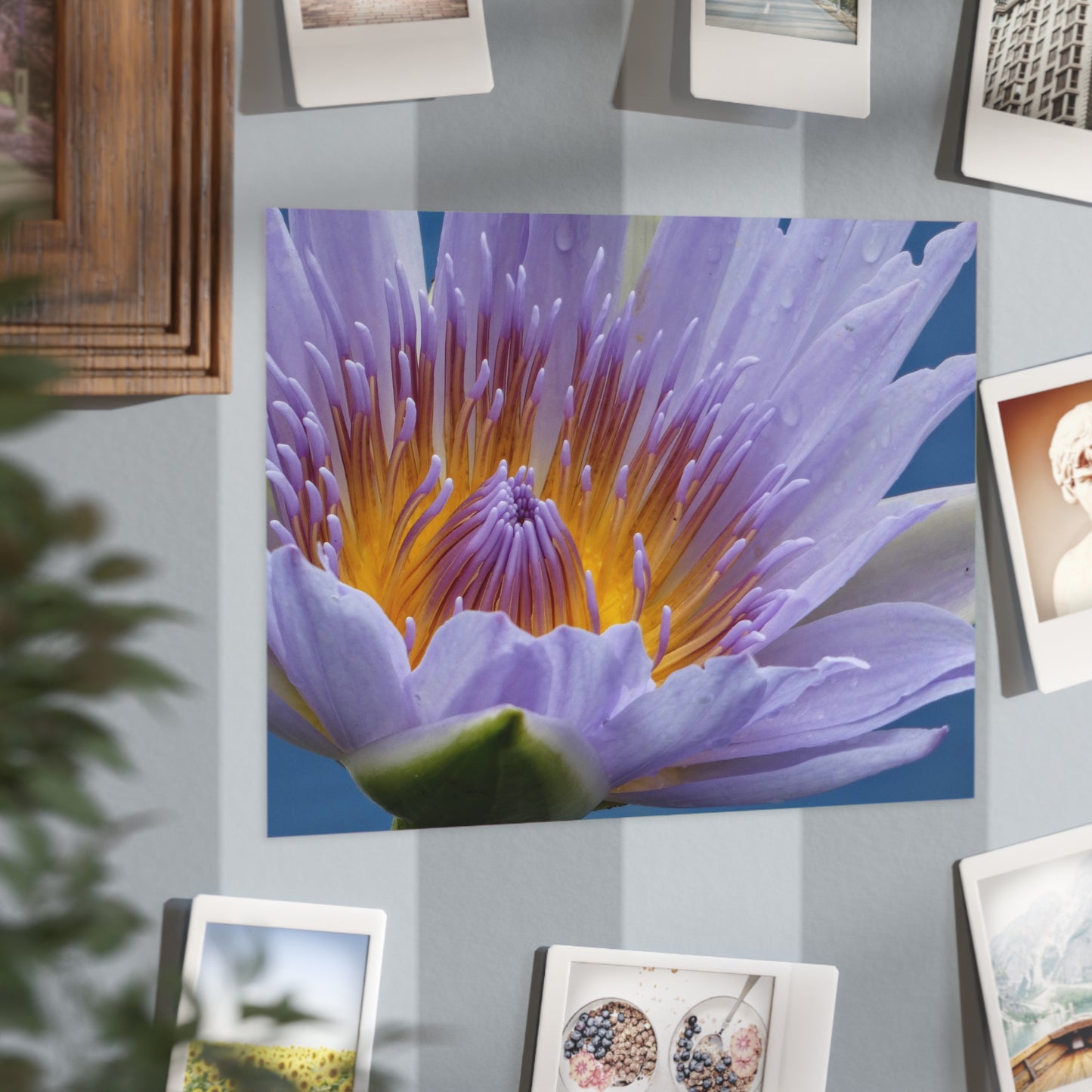 Lily  Flower - Photo Print