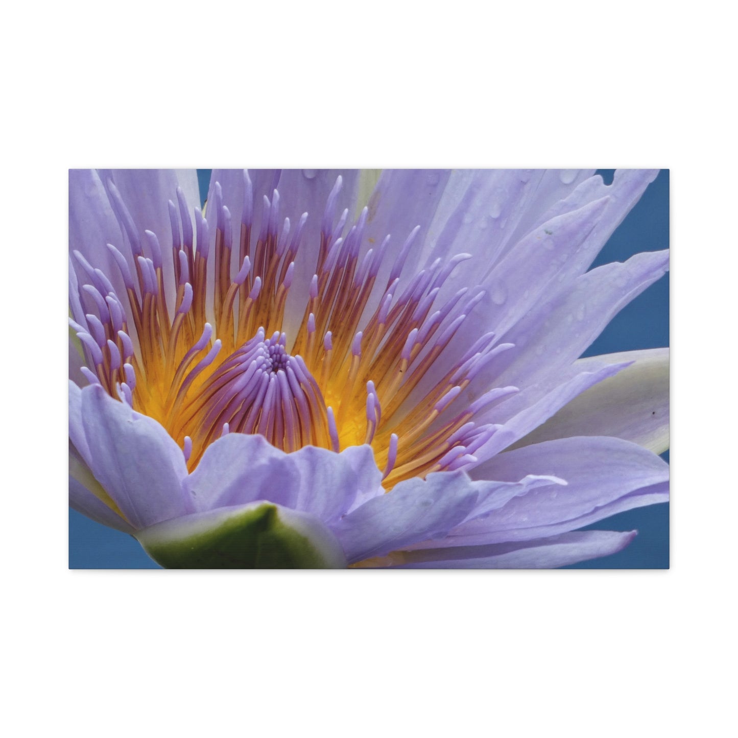Lily Flower - Canvas Print