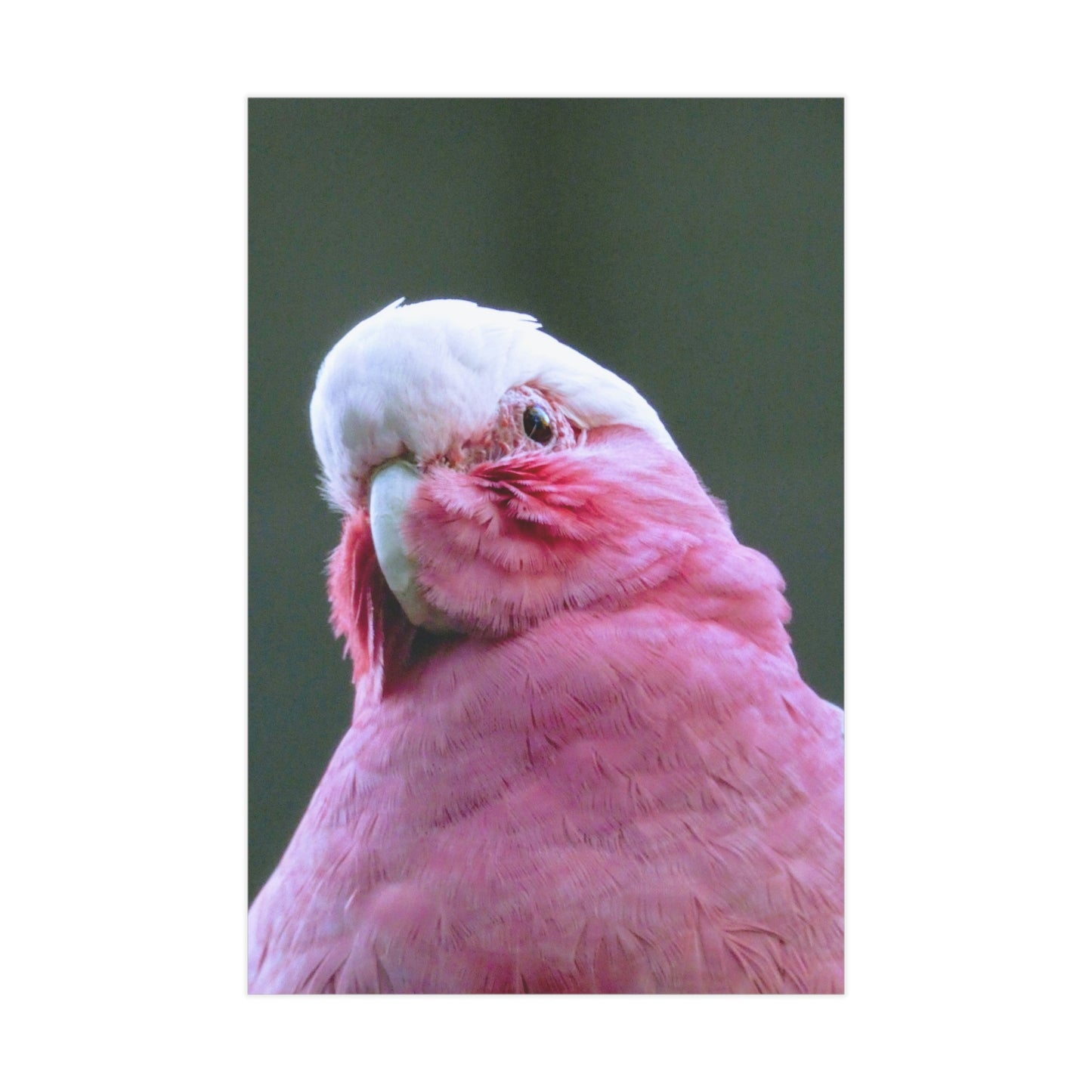 Australian Galah - Photo Print