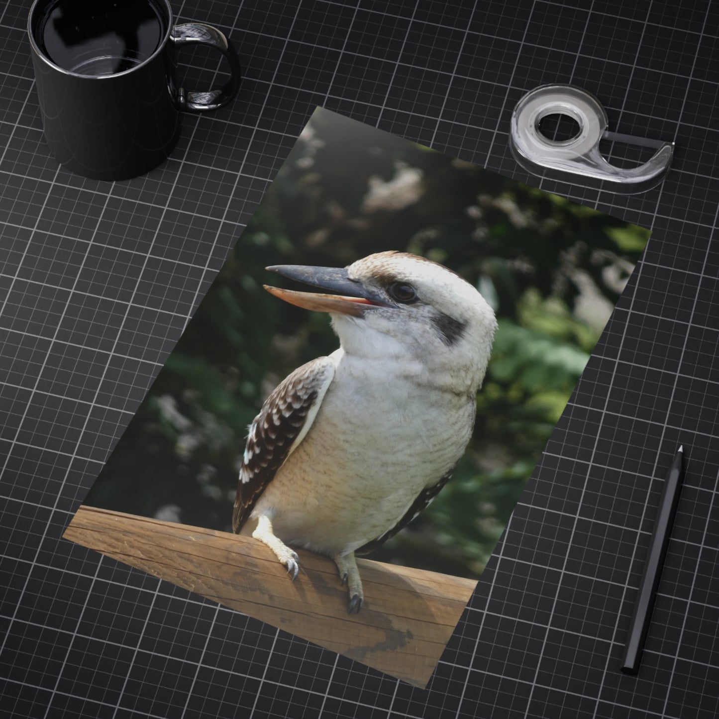 Australian Kookaburra - Photo Print
