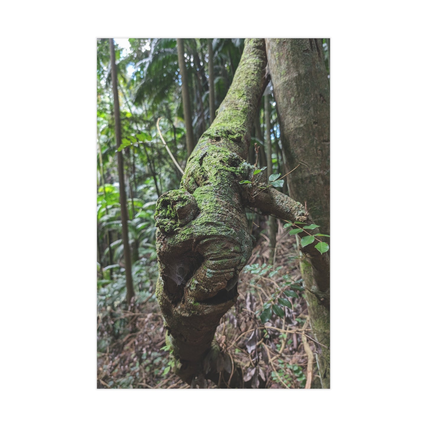 Forest Beauty - Photo Print