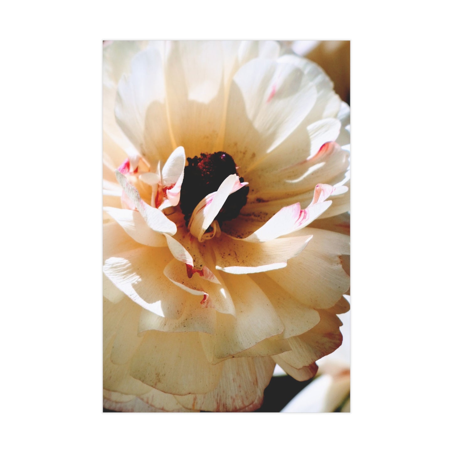 Cream Peony - Photo Print