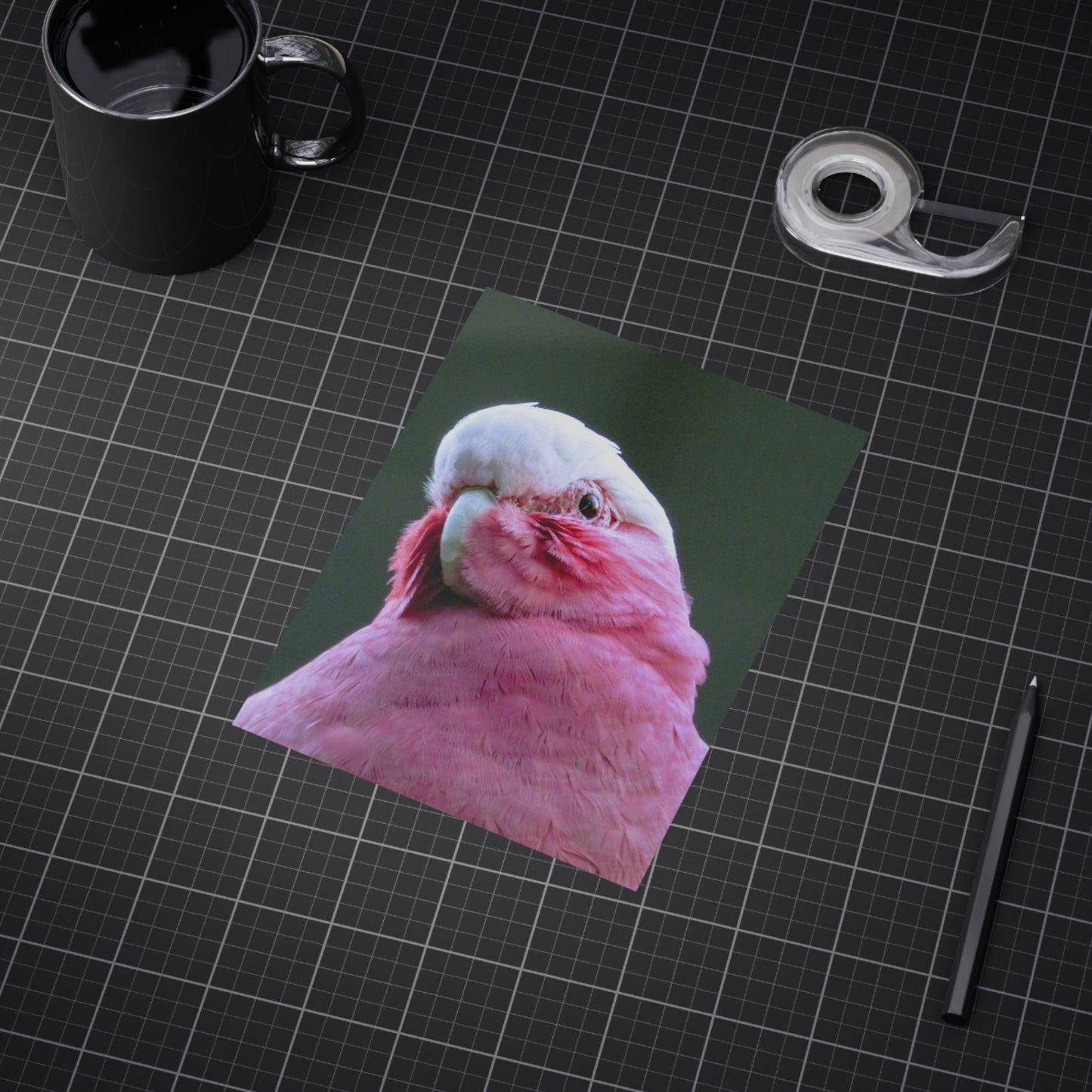 Australian Galah - Photo Print