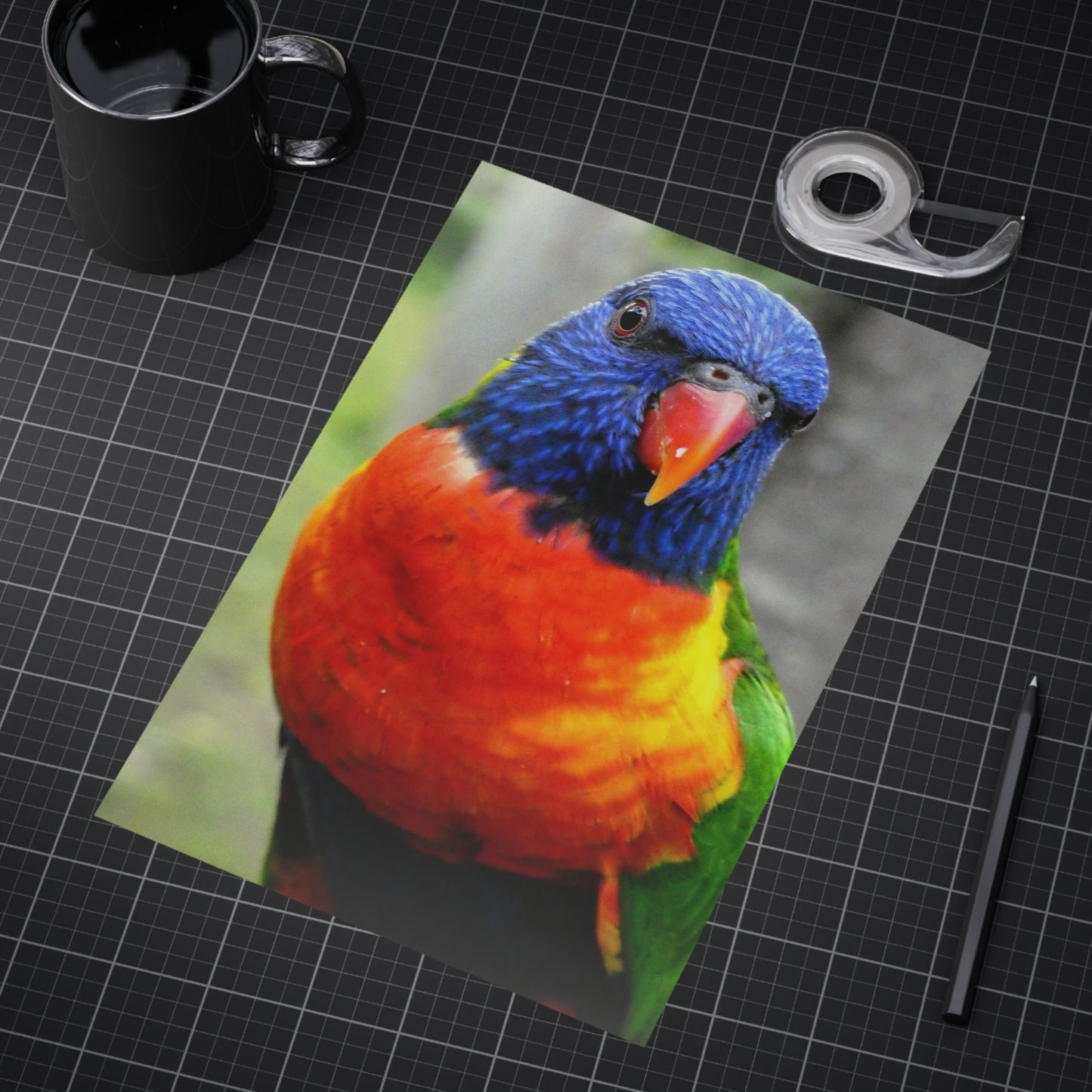 Australian Lorikeet - Photo Print