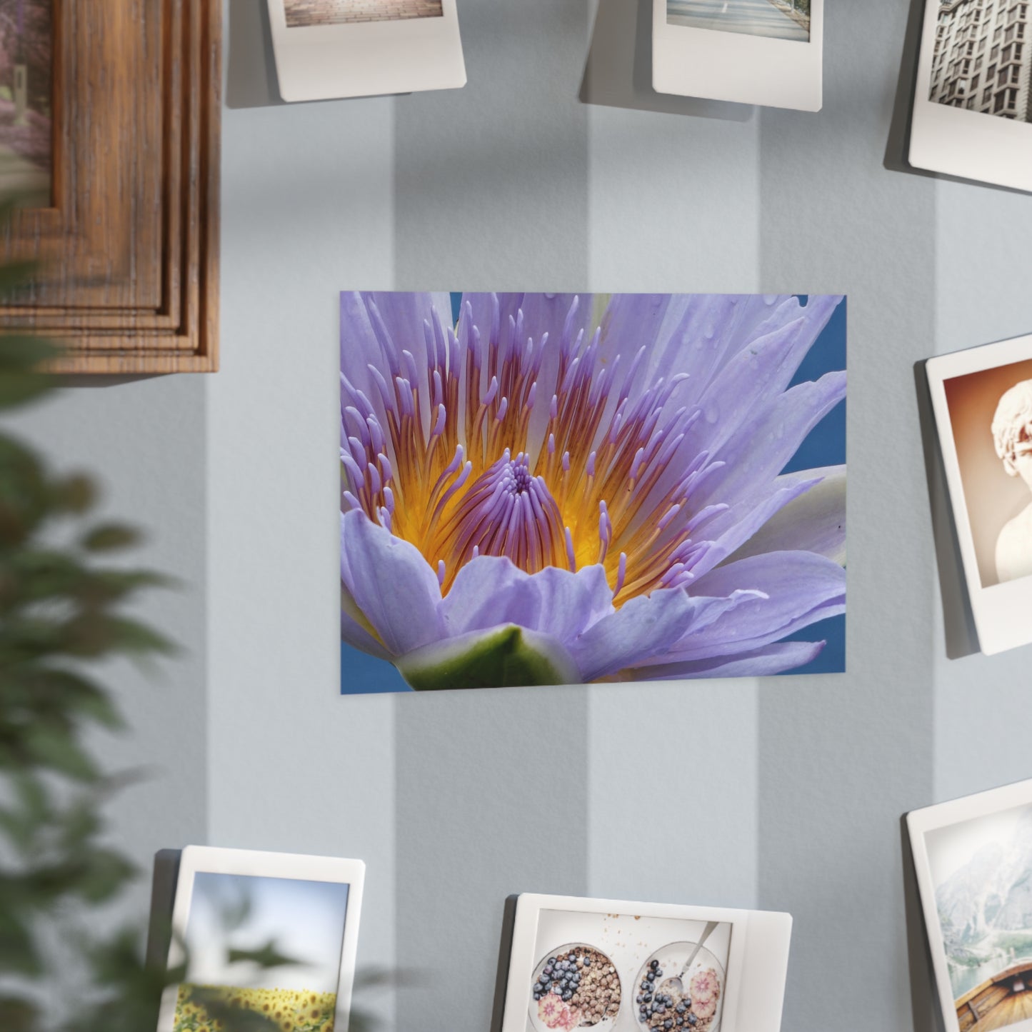 Lily  Flower - Photo Print