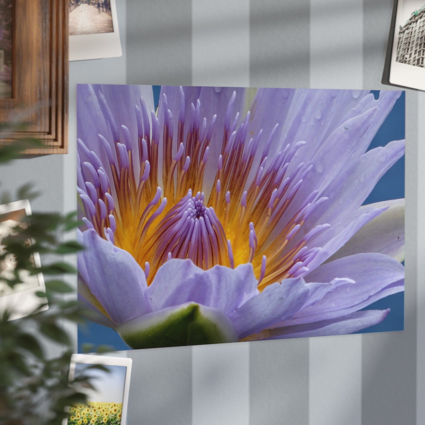Lily  Flower - Photo Print