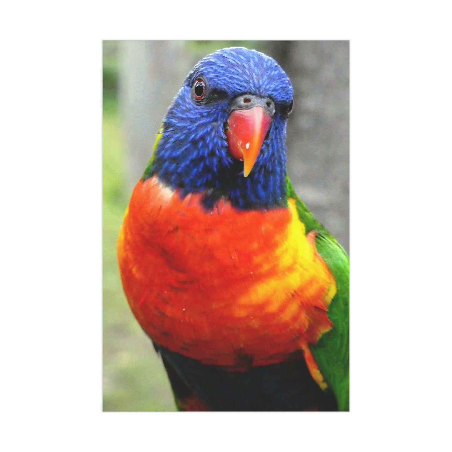 Australian Lorikeet - Photo Print