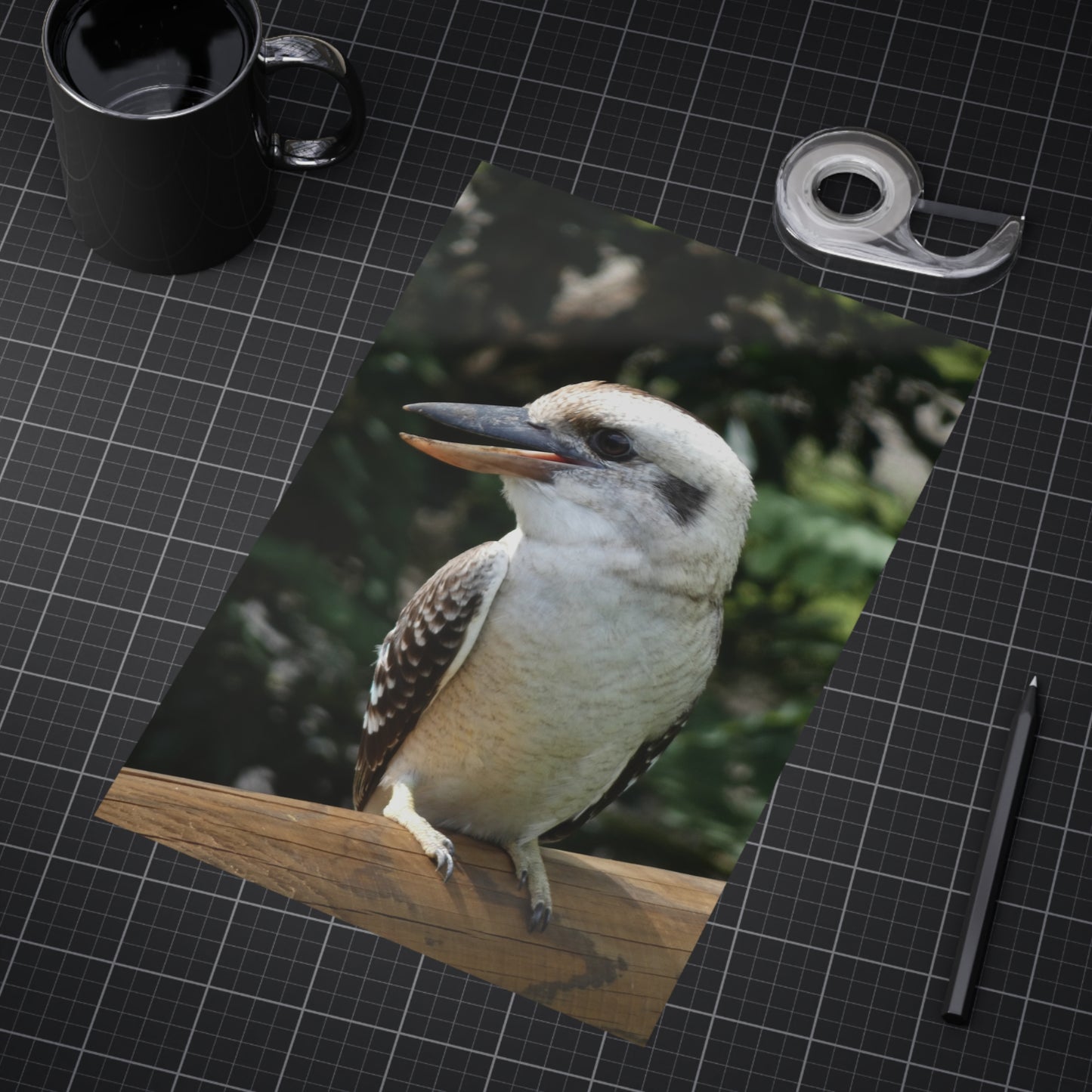 Australian Kookaburra - Photo Print