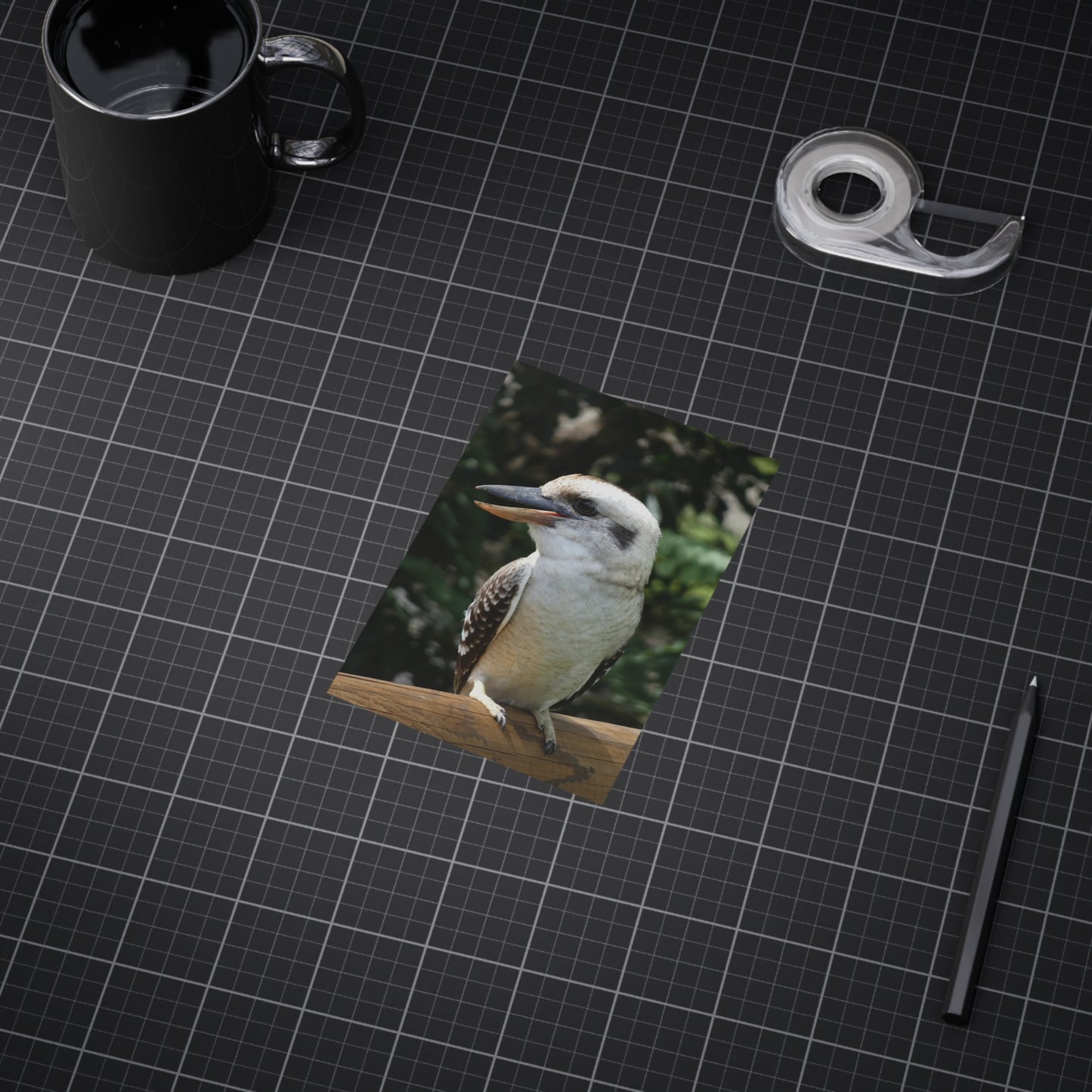 Australian Kookaburra - Photo Print