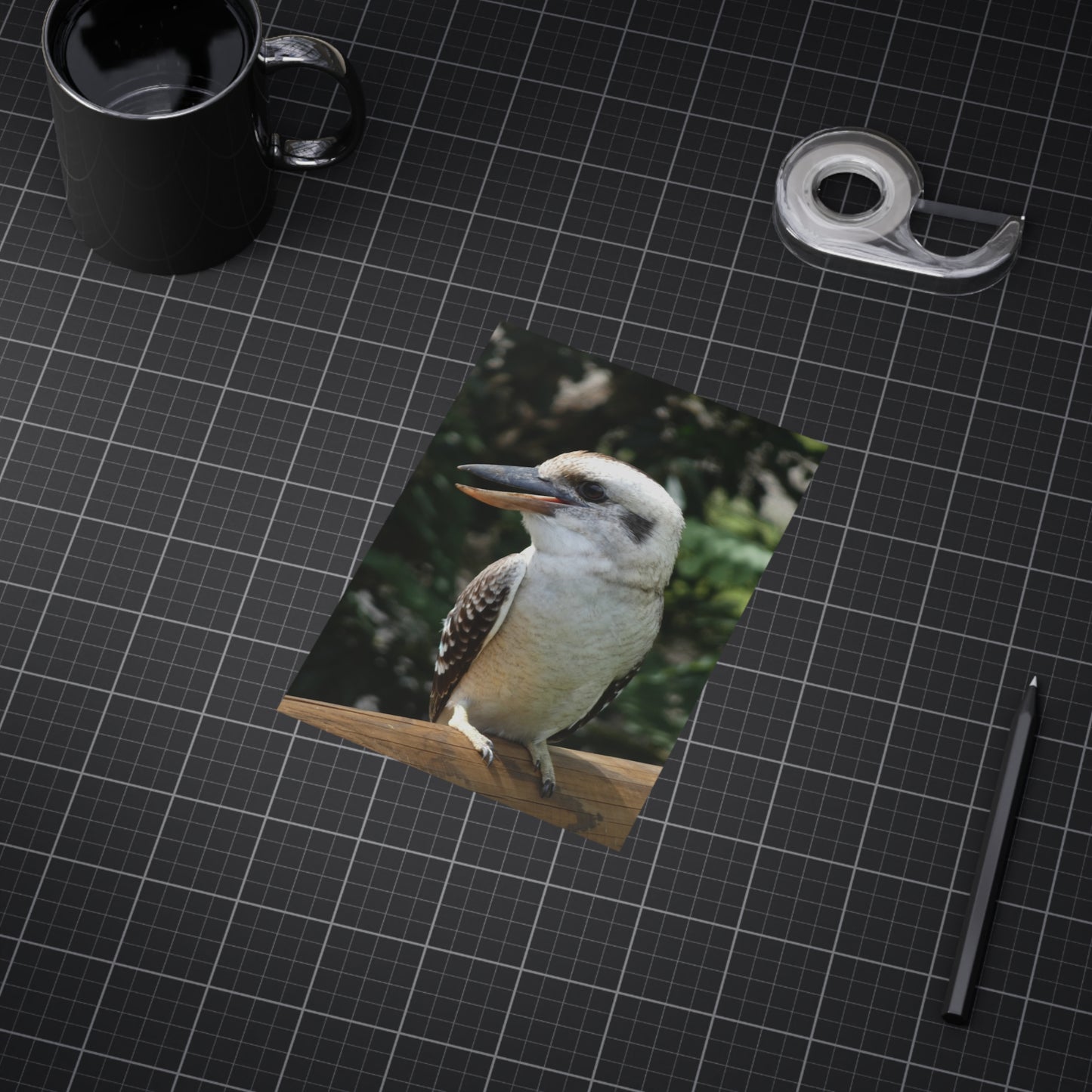 Australian Kookaburra - Photo Print