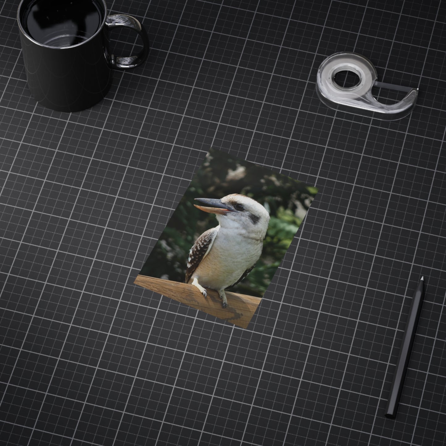 Australian Kookaburra - Photo Print