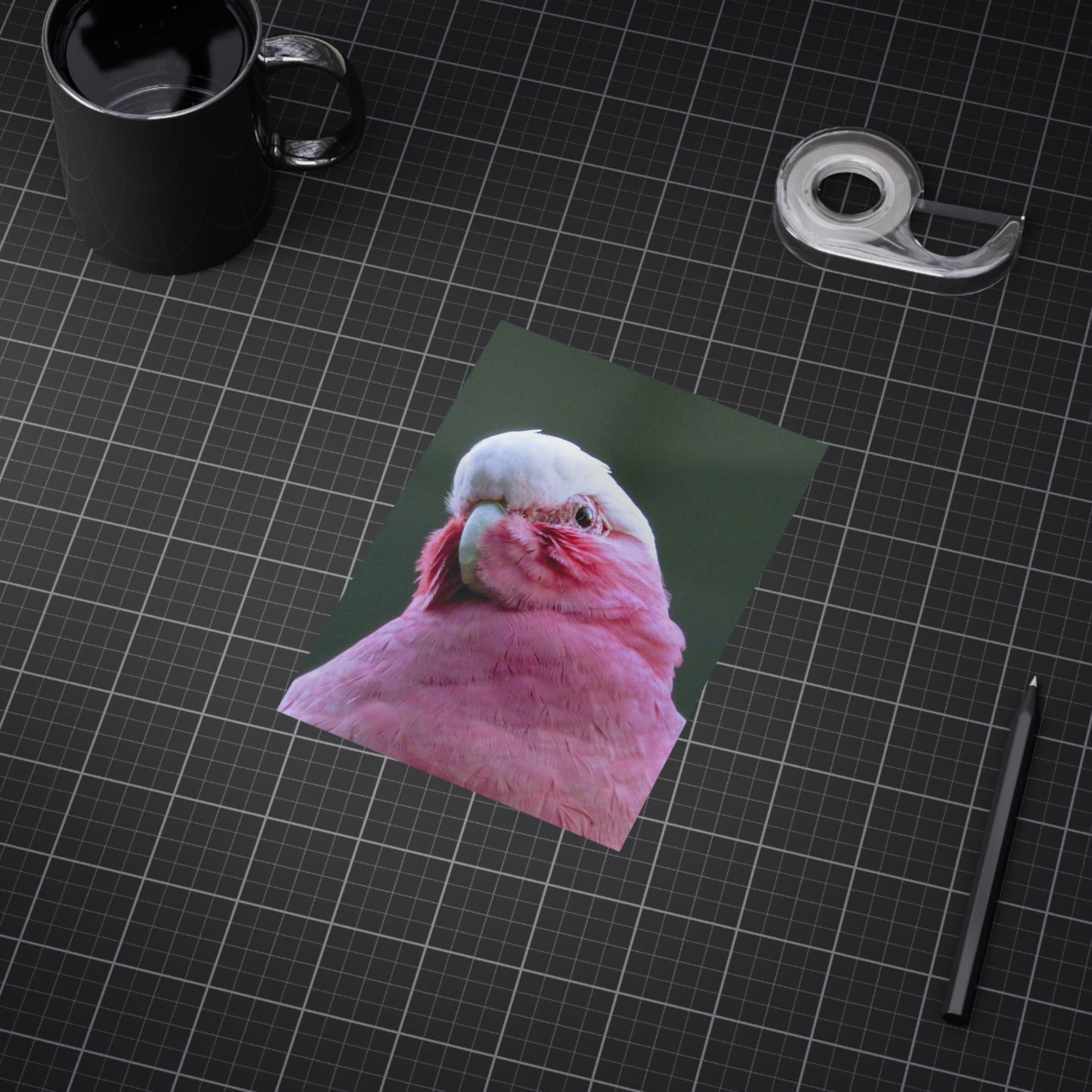 Australian Galah - Photo Print