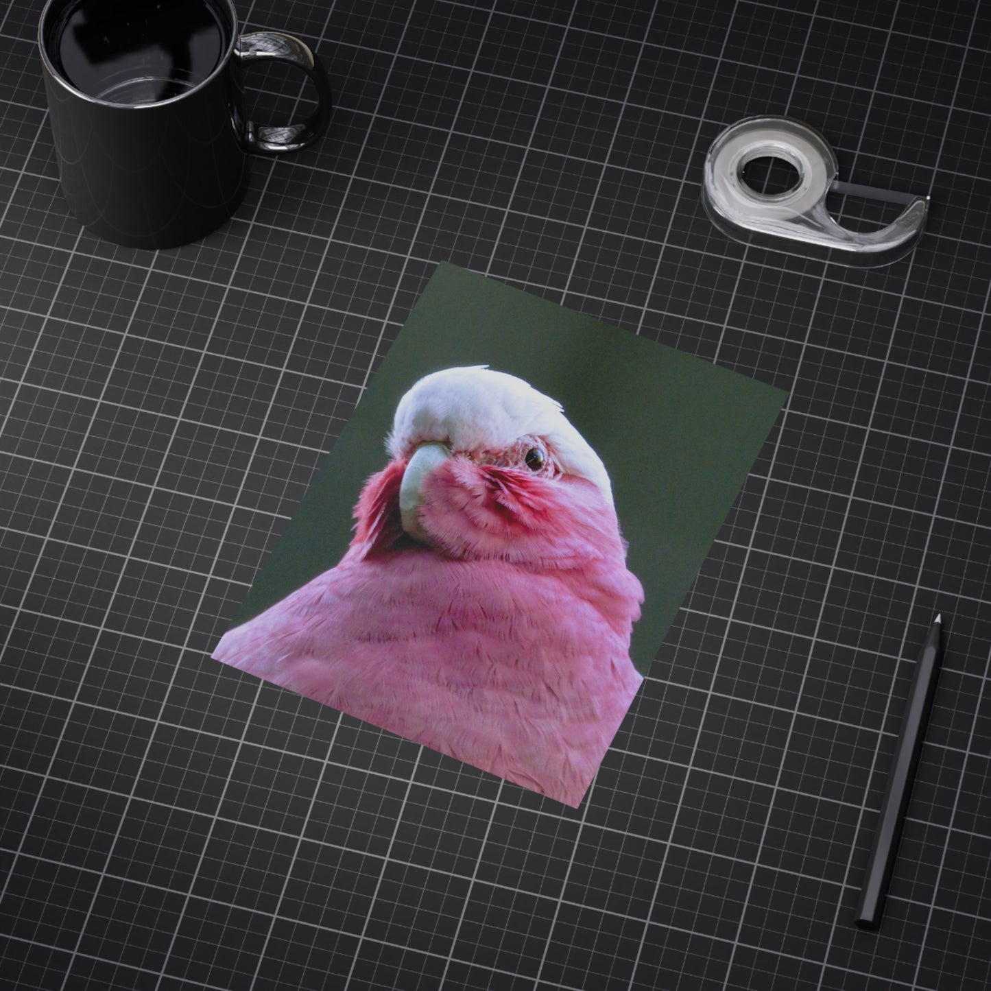 Australian Galah - Photo Print