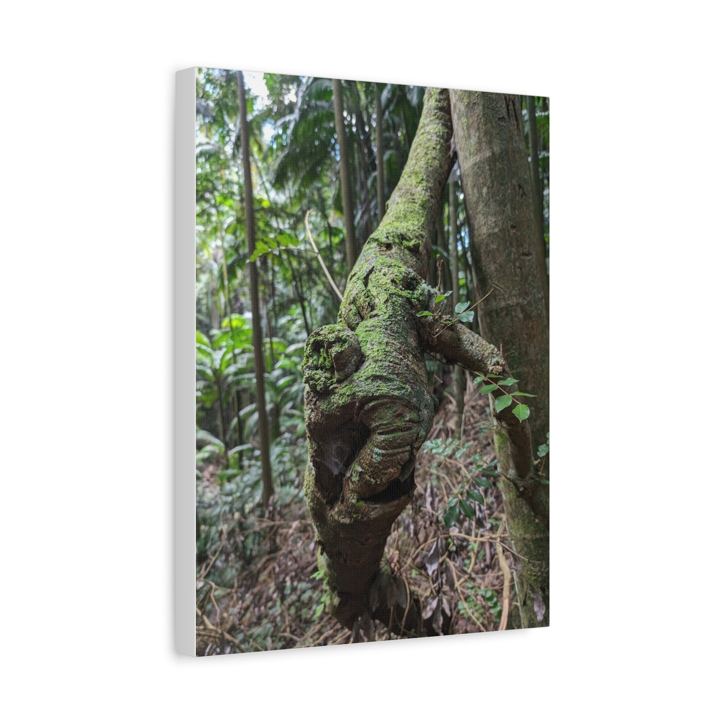Forest Beauty - Canvas Print