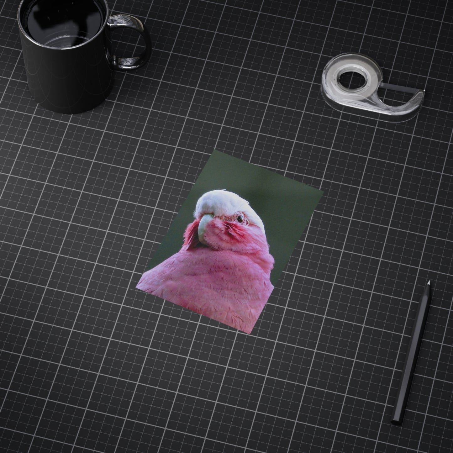 Australian Galah - Photo Print