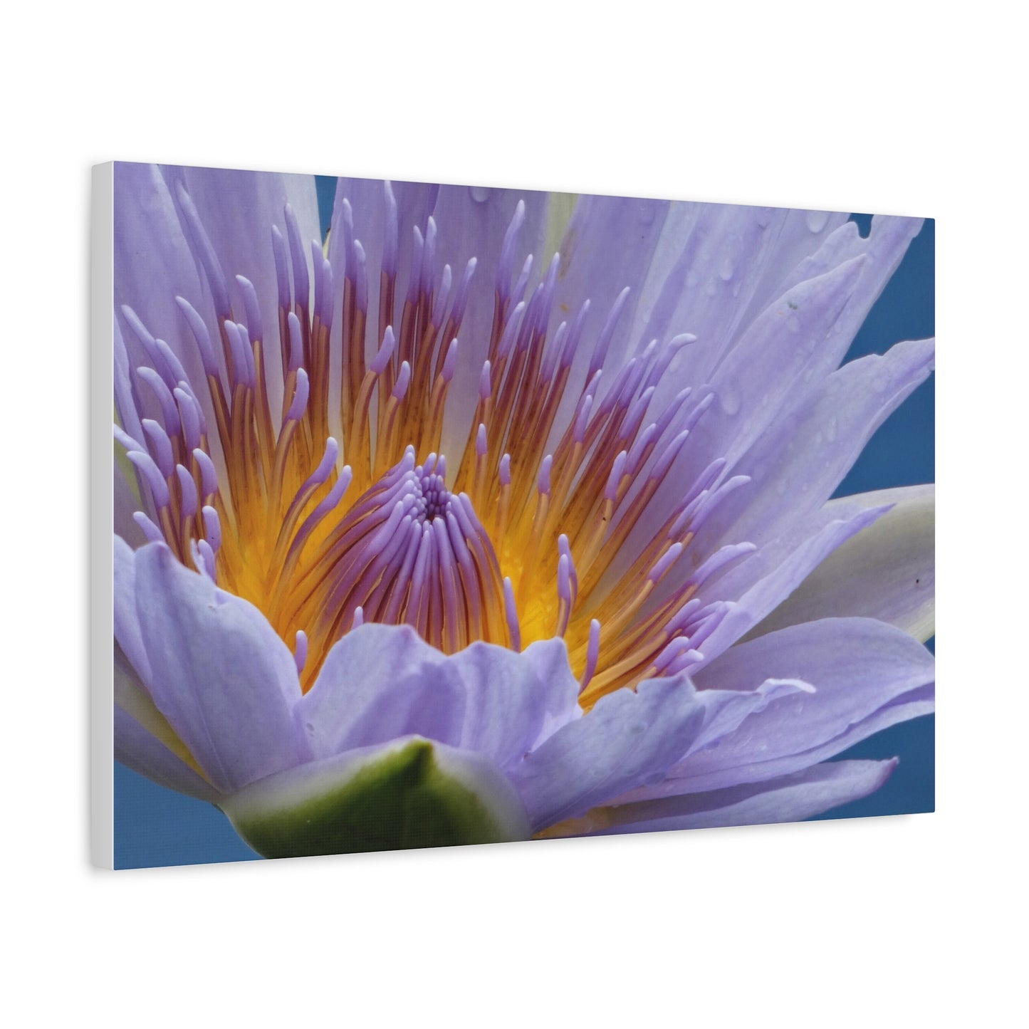 Lily Flower - Canvas Print