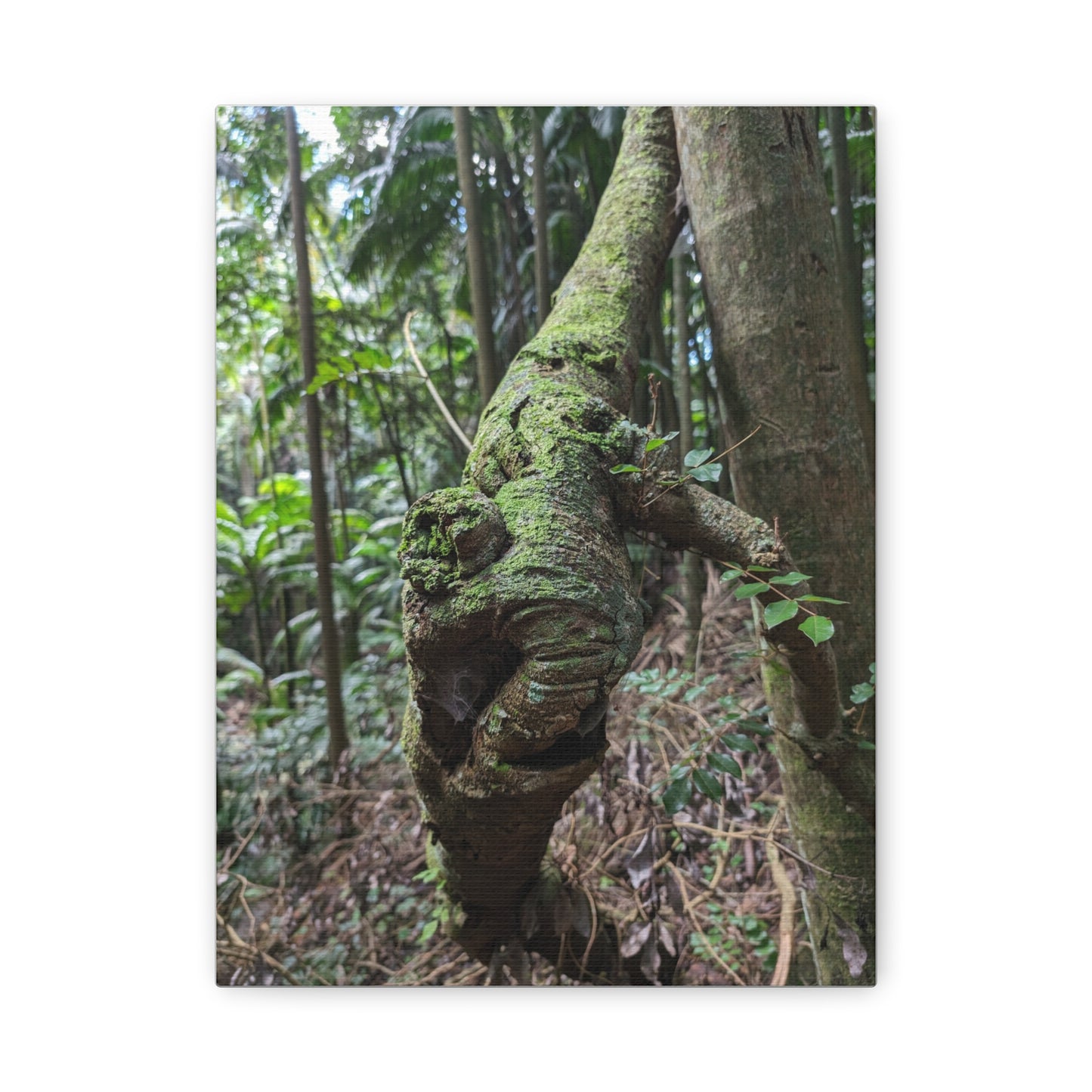 Forest Beauty - Canvas Print