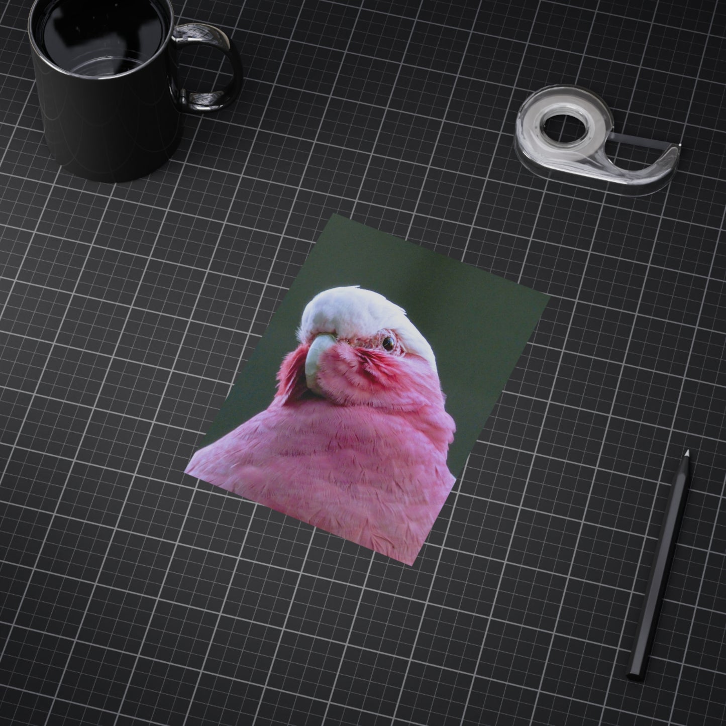 Australian Galah - Photo Print