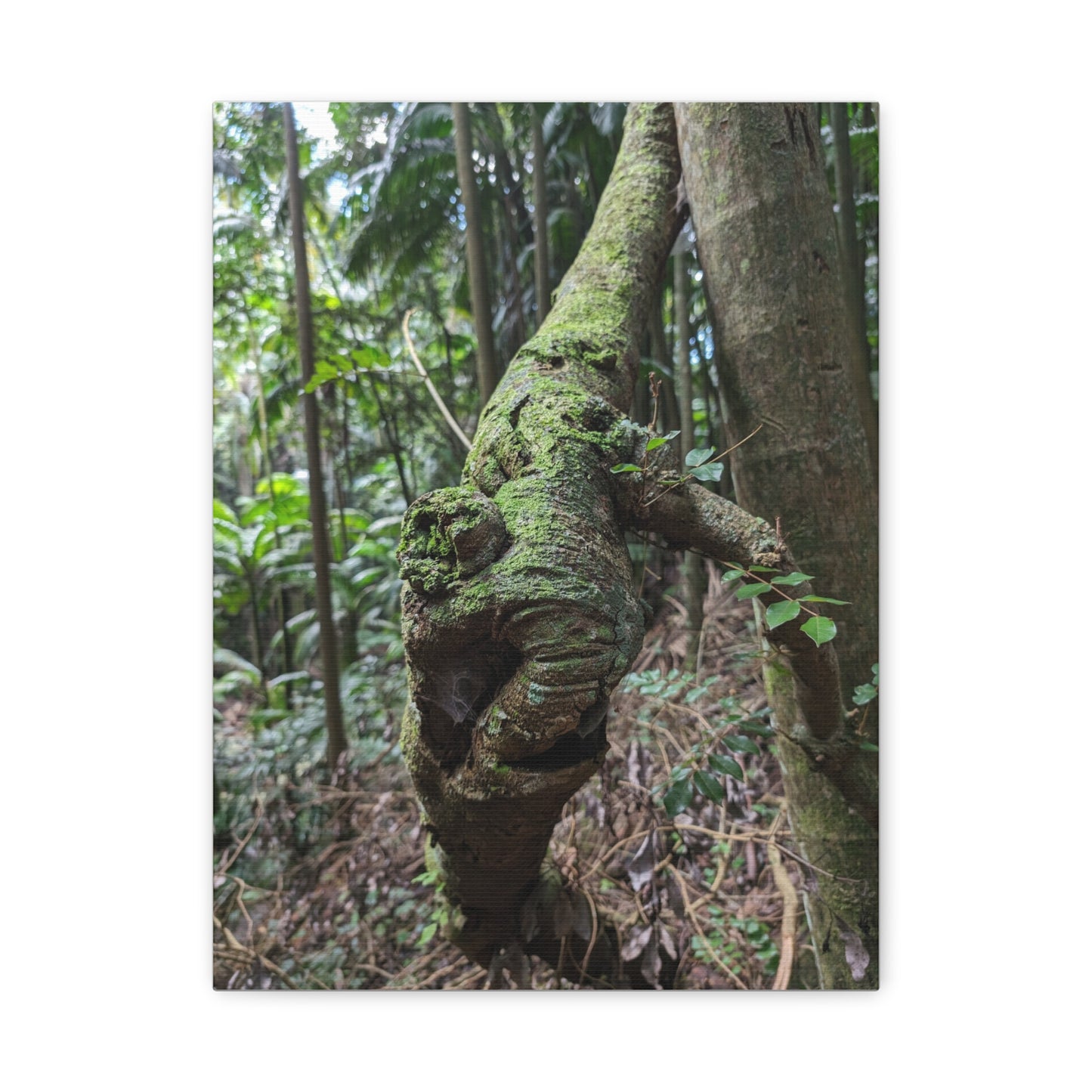 Forest Beauty - Canvas Print