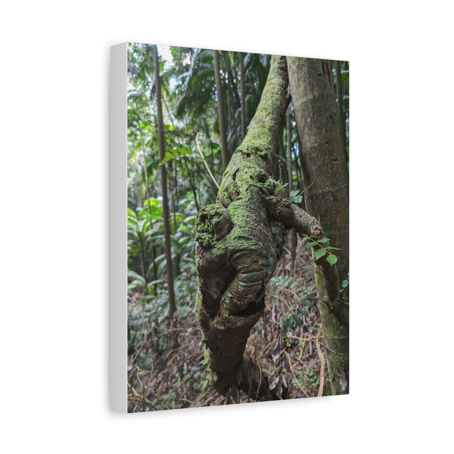 Forest Beauty - Canvas Print