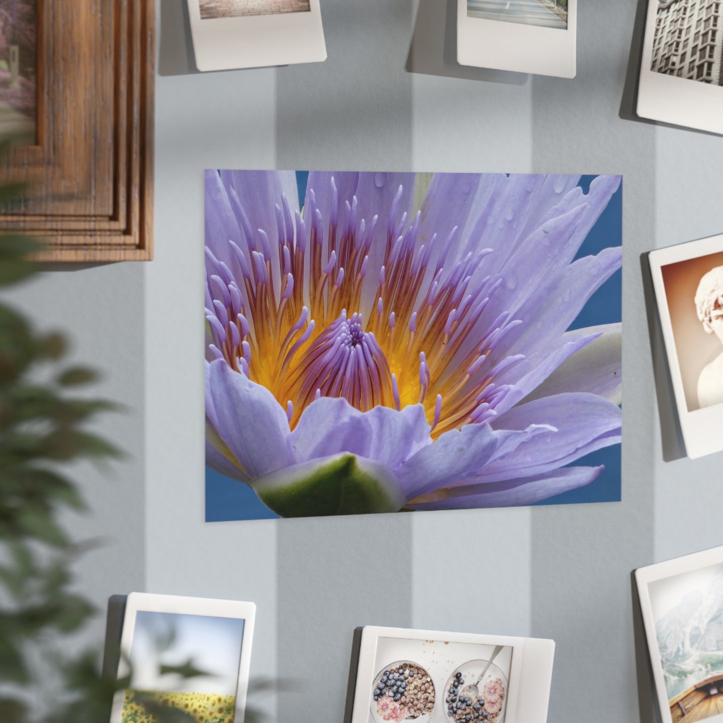 Lily  Flower - Photo Print