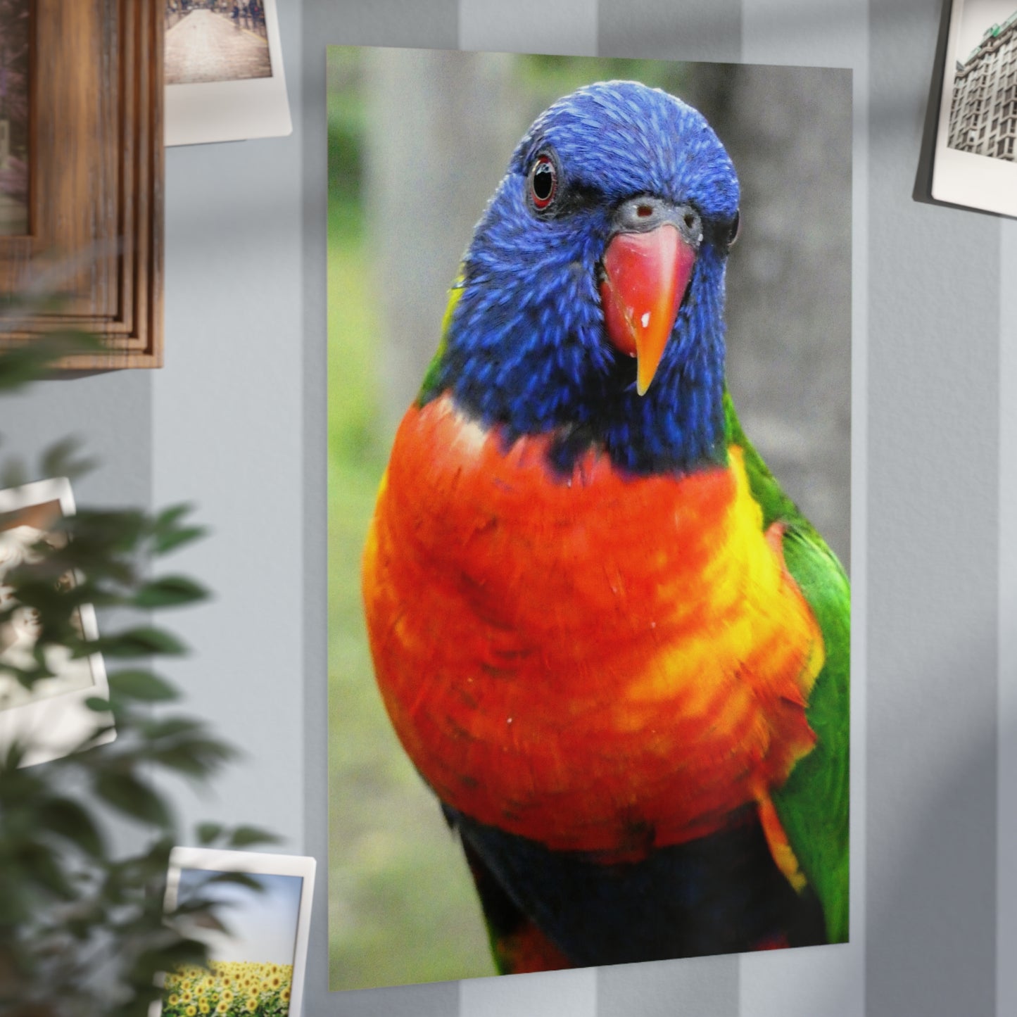 Australian Lorikeet - Photo Print