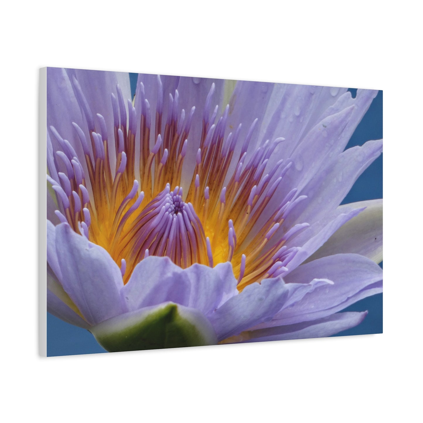 Lily Flower - Canvas Print